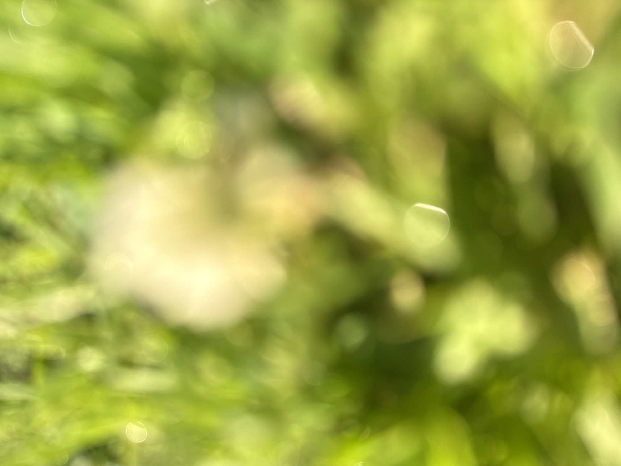 The image is a close-up, out-of-focus shot of green grass and what appears to be a dandelion seed head. The background is a blur of green with some lighter, circular bokeh effects, suggesting sunlight filtering through. There are no people, structures, or specific identifying features of Baryshevo, Russia visible in the image. The focus is entirely on the natural elements of the foreground, rendered abstractly due to the lack of sharp focus.