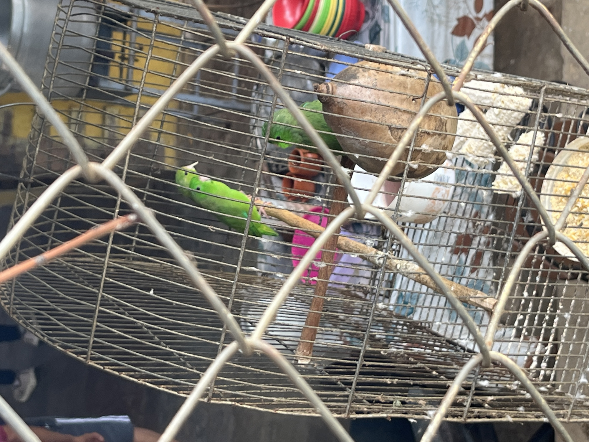 In El Valle del Espíritu Santo, Venezuela, a metal birdcage contains at least two bright green parrots. One parrot is perched on a wooden dowel, facing left, with its beak open. Another parrot is visible behind it, facing right. The cage appears to be made of thin metal bars and is somewhat rusted. Inside the cage, there are also several small, orange clay pots, and a hollowed-out gourd that may serve as a nest or toy. The background is blurred, showing a yellow wall and possibly other cages or structures. The foreground is dominated by the wire mesh of another, larger cage, which partially obscures the view of the parrots. The lighting suggests it is daytime.