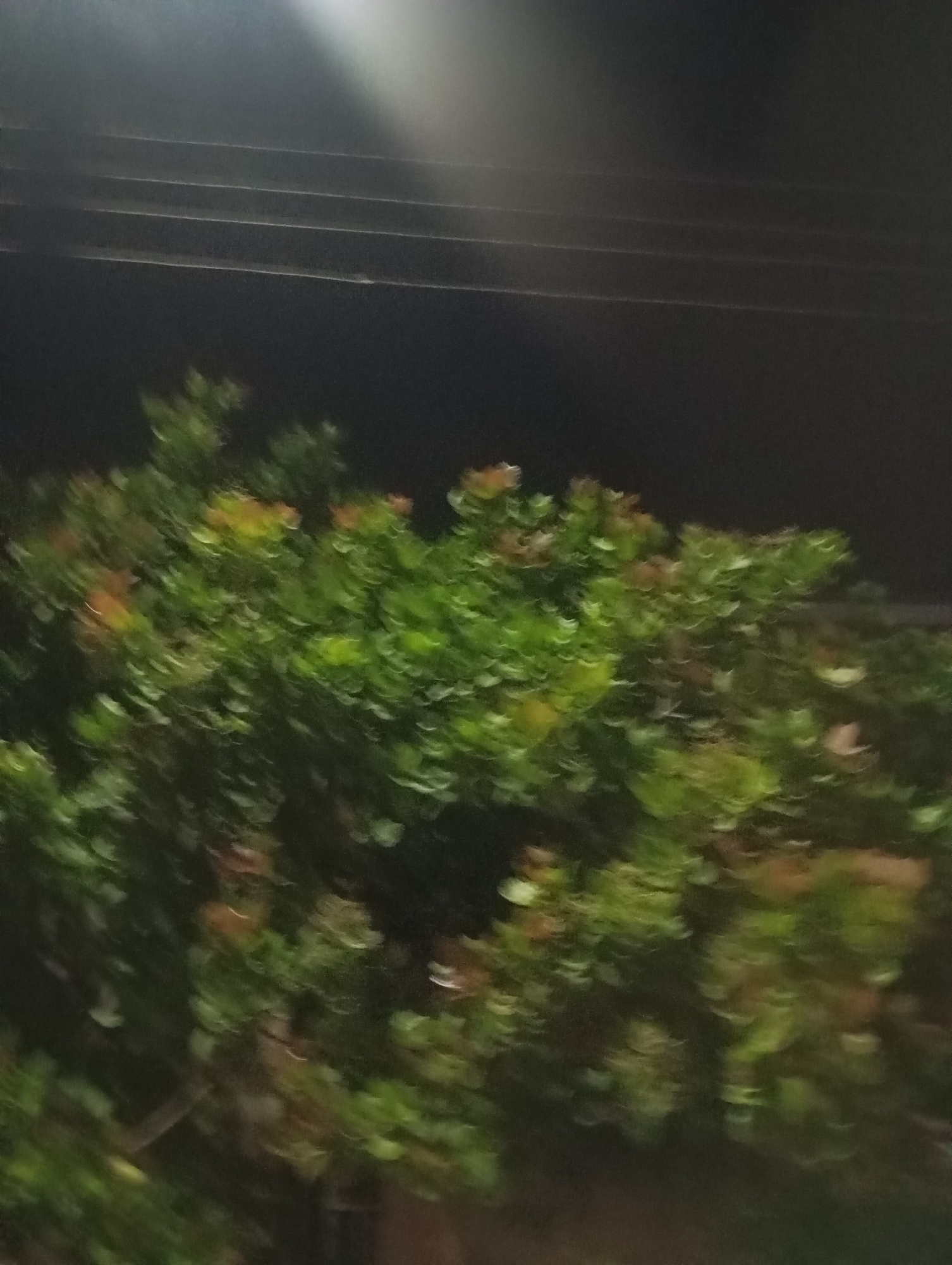 The image depicts an outdoor scene at night, likely in Narayi, Nigeria. The foreground is dominated by lush green foliage, appearing somewhat blurred, suggesting motion or a shallow depth of field. Interspersed within the green are hints of reddish-brown leaves, indicating a variety of plants or possibly autumn coloration. Above the foliage, a dark sky is visible, with a bright, diffused light source originating from the upper left corner, casting an illumination that creates a hazy effect. Several horizontal lines, possibly power lines or architectural elements, are faintly discernible against the dark sky. The overall impression is one of a natural setting at night, possibly a garden or park, with artificial lighting present. There are no people or discernable human activity visible in the image.