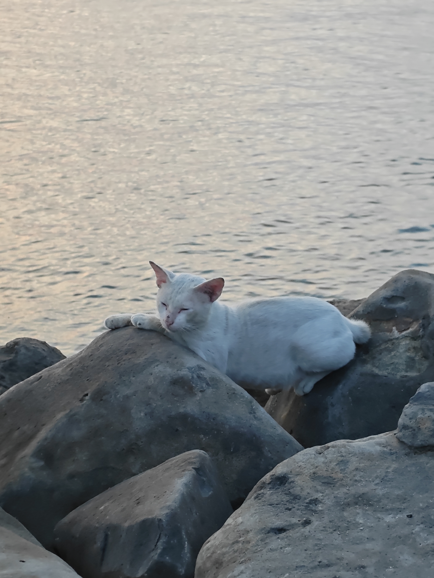 The image displays a tranquil scene of a white cat resting on large grey rocks by a body of water, likely a sea or ocean given the context of Lhokseumawe, Indonesia. The cat is the prominent subject, seen lying down with its eyes mostly closed, suggesting it is either drowsy, sleepy, or simply enjoying a peaceful moment. Its front paws are gently placed on a rounded rock.
The background is dominated by the calm surface of the water, which exhibits subtle ripples and reflections of soft, warm light, indicative of either late afternoon or early evening. The water's surface shows soft hues of grey-blue mixed with faint hints of orange or pink from the reflected sky. The rocks, appearing as natural boulders or an artificial riprap embankment, are various shades of dark grey and provide a sturdy platform for the resting feline. The overall mood of the image is one of serenity and quiet contemplation. No other subjects, human activity, or text are visible.