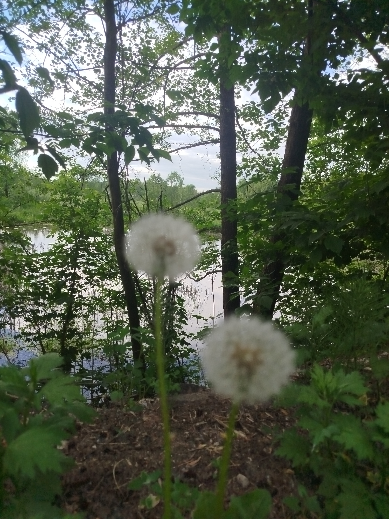 A medium shot captures two dandelions in the foreground, their seed heads fully formed and white. They appear slightly out of focus. The background shows a densely wooded area with a body of water visible through the trees, possibly a lake or pond. The trees are lush with green foliage, and some are bare, revealing their trunks. The sky is partially obscured by the trees, suggesting it may be overcast. The foreground is dominated by dirt and green foliage, indicative of a forest floor. Without more context, I cannot verify it is in Боровково, Russia, but the environment is consistent with a temperate forest region.