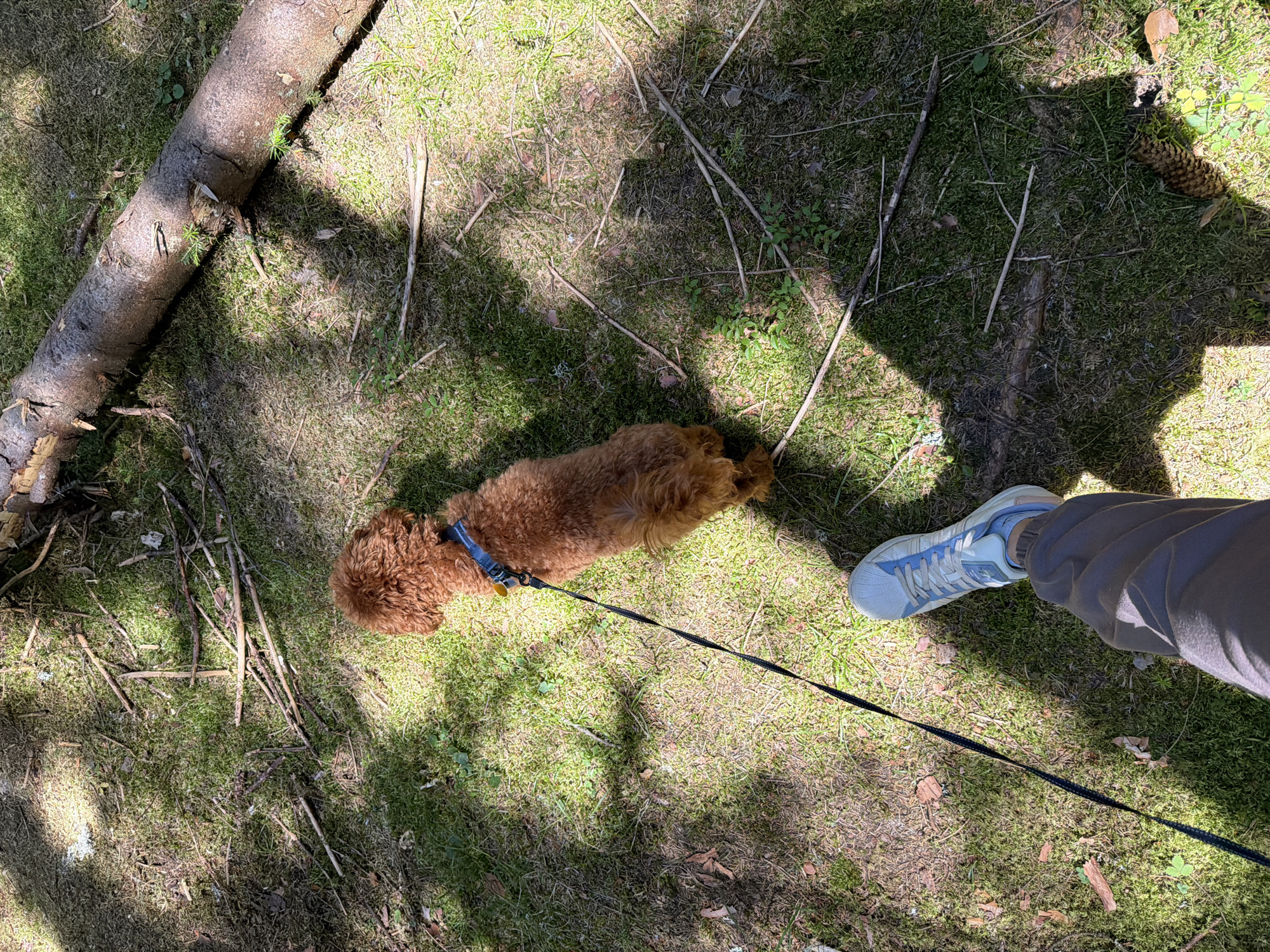 The image shows a first-person perspective of a person walking a small, reddish-brown poodle-like dog on a leash in a forest or wooded area. The dog is wearing a blue collar. The ground is covered in moss, grass, and fallen leaves, with several small branches scattered about. A large, fallen tree trunk lies diagonally across the upper right portion of the frame. Sunlight filters through the trees, creating dappled shadows on the ground. The person is wearing grey sweatpants and a light blue and white sneaker. The scene is outdoors, likely a park or natural area within the city of Sarnitsa, Bulgaria, given the context of the question.