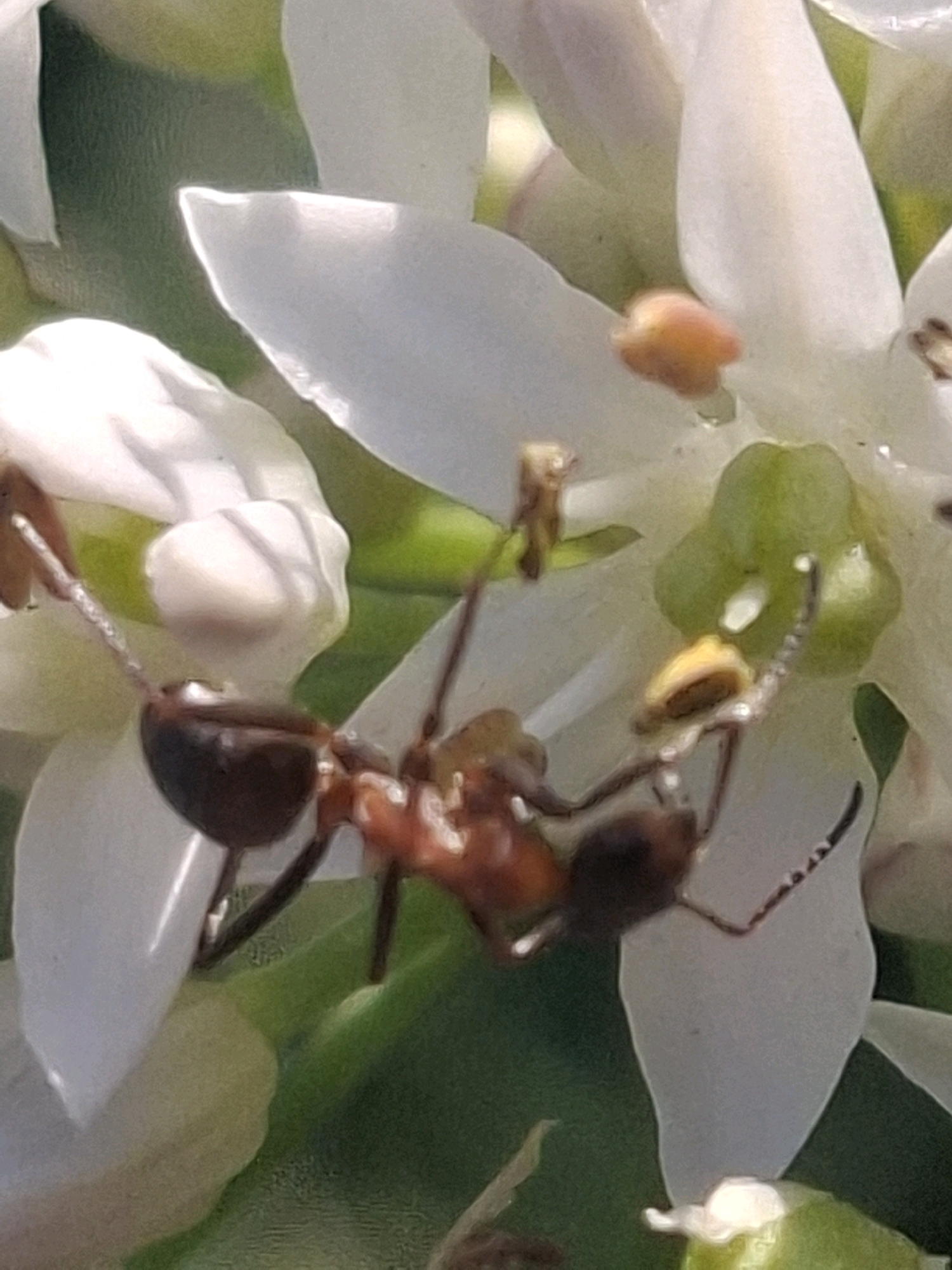 A close-up, macro photograph captures an ant in the process of foraging on white flowers with green and yellow accents. The ant, with its distinctive segmented body and antennae, is positioned centrally, appearing to interact with the flower's reproductive parts. The background consists of out-of-focus greenery and more of the white petals, creating a soft bokeh effect that emphasizes the subject. The lighting suggests natural daylight, highlighting the textures of the ant and the delicate structure of the flowers. The image does not contain any elements that would allow for the determination of its location within the city of Almaty, Kazakhstan.