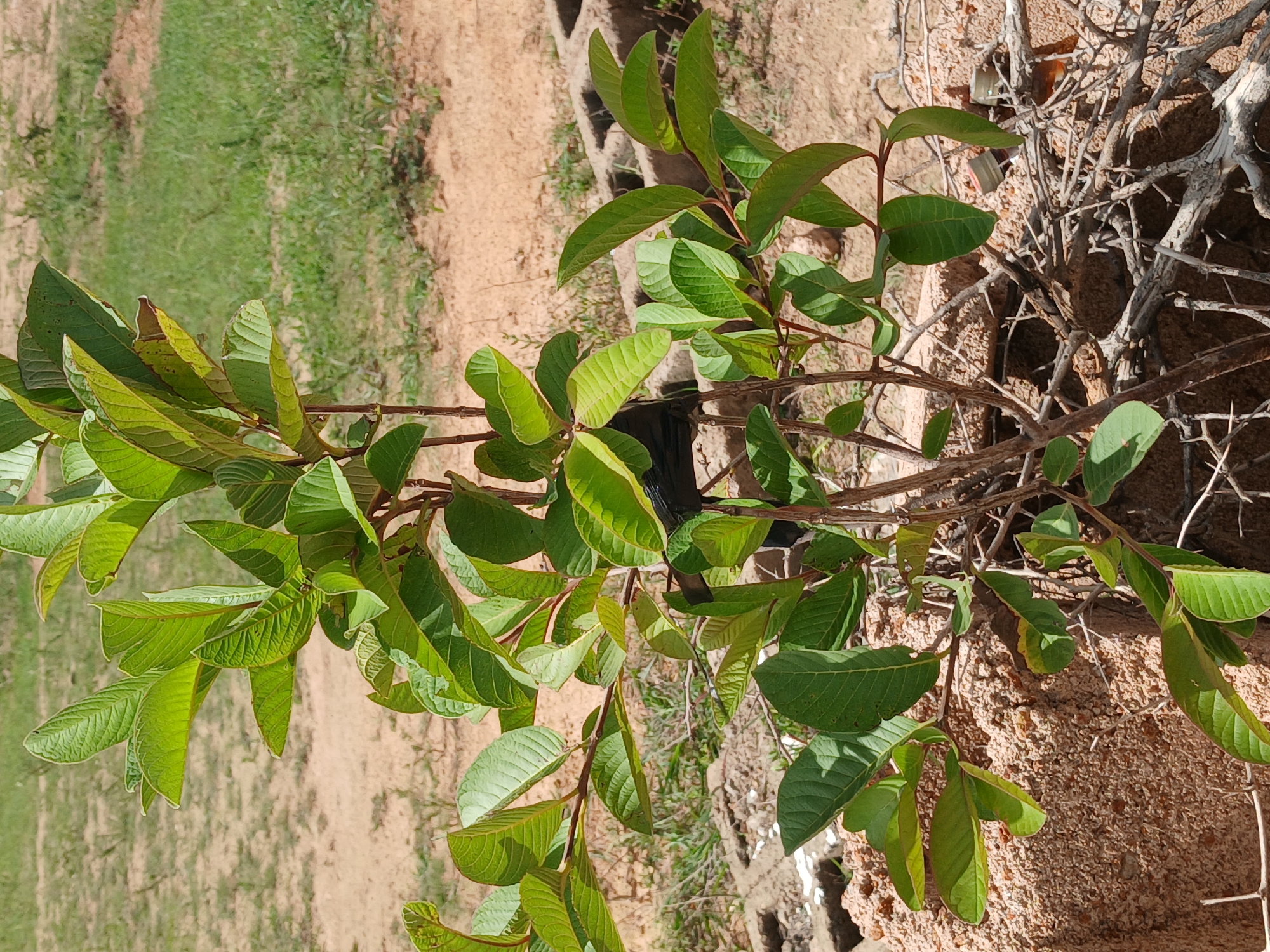 The image depicts a close-up view of a guava tree branch with vibrant green leaves against a backdrop of dry earth and sparse vegetation. The branch, with its reddish-brown stems, extends from the lower left towards the upper right of the frame, showcasing numerous ovate leaves. Some leaves are fully green, while others display lighter shades of green or yellowish tinges, suggesting varying stages of maturity or light exposure. The texture of the leaves appears slightly leathery with prominent parallel veins.
The background is divided into two distinct areas. To the left, a soft-focus expanse of green grass and dry, sandy soil suggests an outdoor setting in a rural or semi-arid environment. To the right, a textured, reddish-brown surface, likely a rock or a wall, provides a contrasting element. Interspersed with the leaves are dried, thorny branches, hinting at the presence of other woody plants or a pruned section of the guava tree itself. A dark, nondescript object, possibly a piece of plastic or cloth, is partially visible beneath the branches in the upper center of the image.
The lighting suggests it is daytime, with sunlight casting shadows and highlighting the details of the leaves and branches. The overall scene evokes a sense of natural growth in a somewhat arid or dry climate, characteristic of locations like Katon Rikkos, Nigeria. There is no visible text in the image.