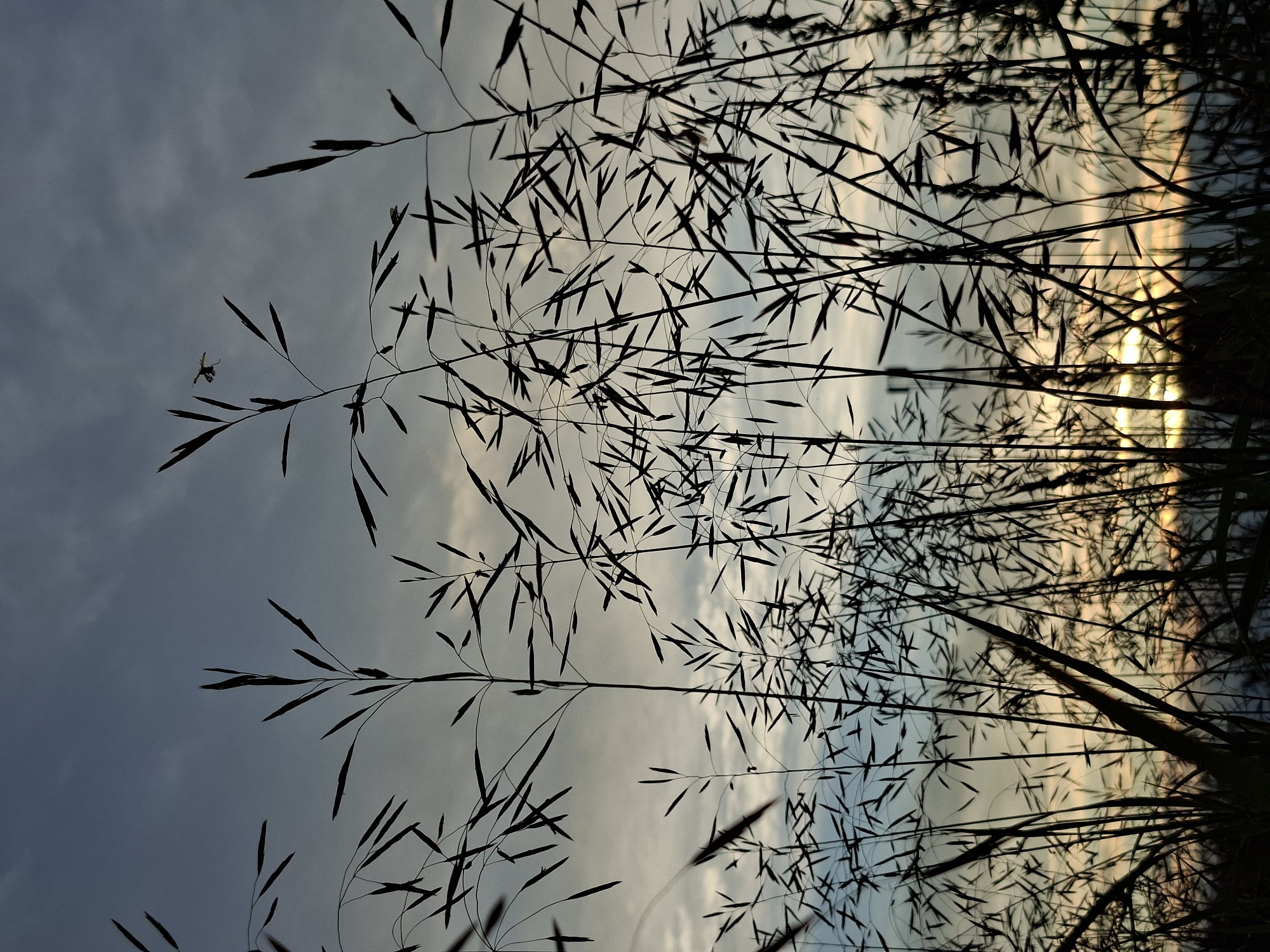 The image shows a silhouette of dry grass stalks against a cloudy sky at dusk. The grass is in the foreground, with its thin, spiky seed heads reaching upwards. The sky is a mix of muted blues, grays, and pale yellows, with some hints of orange near the horizon, suggesting the setting sun. There are no people or explicit man-made objects visible. The overall mood is serene and natural, perhaps evoking a sense of the end of a day in a rural or open setting. The presence of a small insect in flight near the grass adds a touch of life and movement to the scene. The image is likely taken outdoors, given the natural elements.