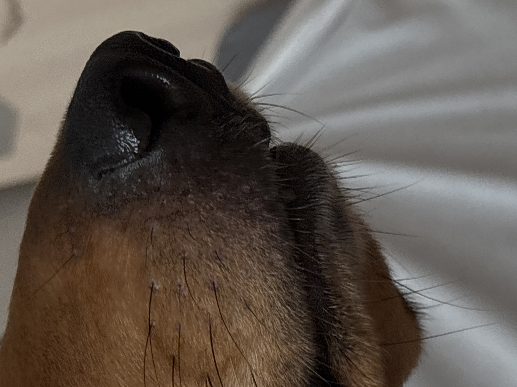 The image is a close-up, eye-level, outdoor shot of a dog's nose and muzzle. The dog has brown fur and a black nose. There are some small white specks on the fur around the muzzle, possibly debris or irritation. The dog's mouth is slightly open, revealing the pink gums and some teeth. The background is out of focus and appears to be a light-colored, textured surface, possibly fabric or a wall. The lighting is soft, suggesting it may be natural light. There is no indication of the location being Saint Petersburg, Russia, or any specific city. The image focuses solely on the dog's facial features.