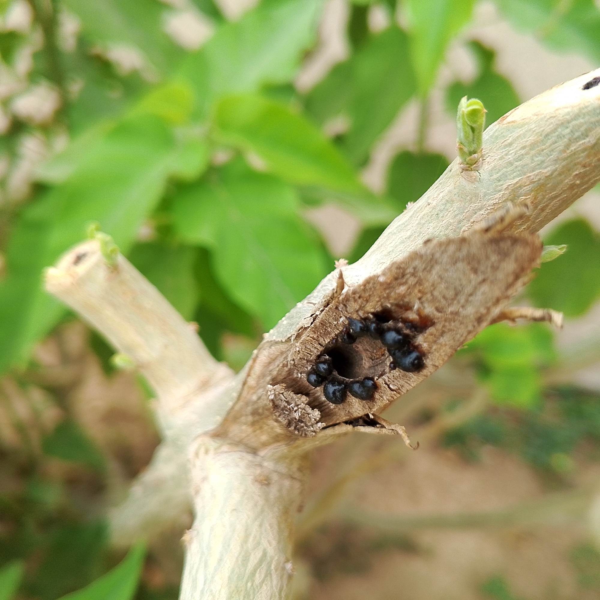This close-up image, set in San Carlos, Venezuela, features a plant stem with a distinctive hollowed-out section. Within this opening, several small, glossy black, spherical objects are clustered, appearing to be insect eggs, larvae, or possibly frass. The main stem is woody and light brown, exhibiting natural textures and some cracks.
In the blurred background and foreground, vibrant green leaves and young, emerging plant shoots indicate healthy growth around the focus point. One clear, bright green bud is visible on an upper part of the stem, and another small shoot appears to the left. The scene is outdoors, illuminated by daylight, suggesting a clear day. The image primarily captures a specific instance of insect activity or plant response in a natural environment. There is no visible text.