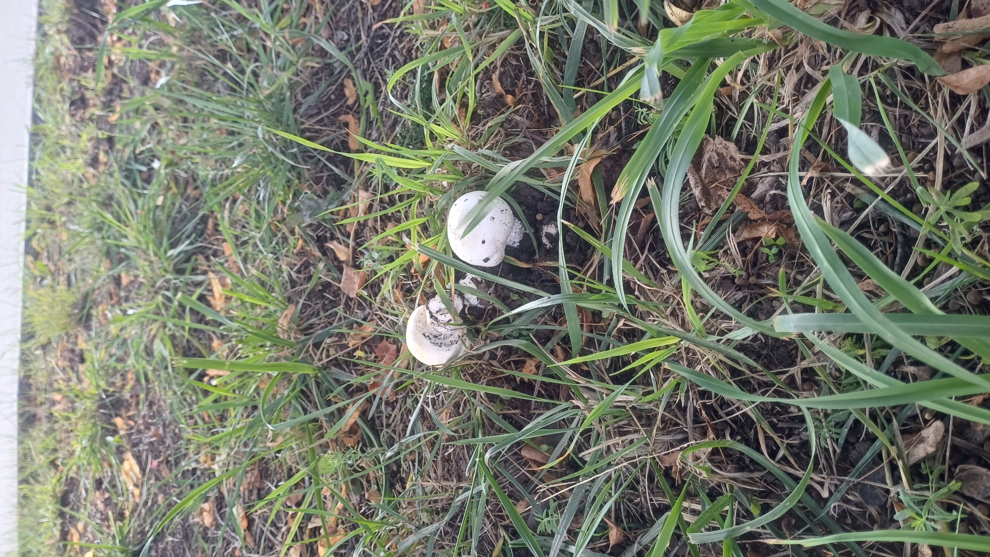 The image shows two white mushrooms growing in a grassy area. One mushroom is intact and upright, while the other appears to be partially broken or collapsed. The ground is covered in dry leaves and grass. The scene is outdoors, with an out-of-focus background that suggests a sidewalk or paved area. There is no indication of any specific location within the city of Izhevsk, Russia.