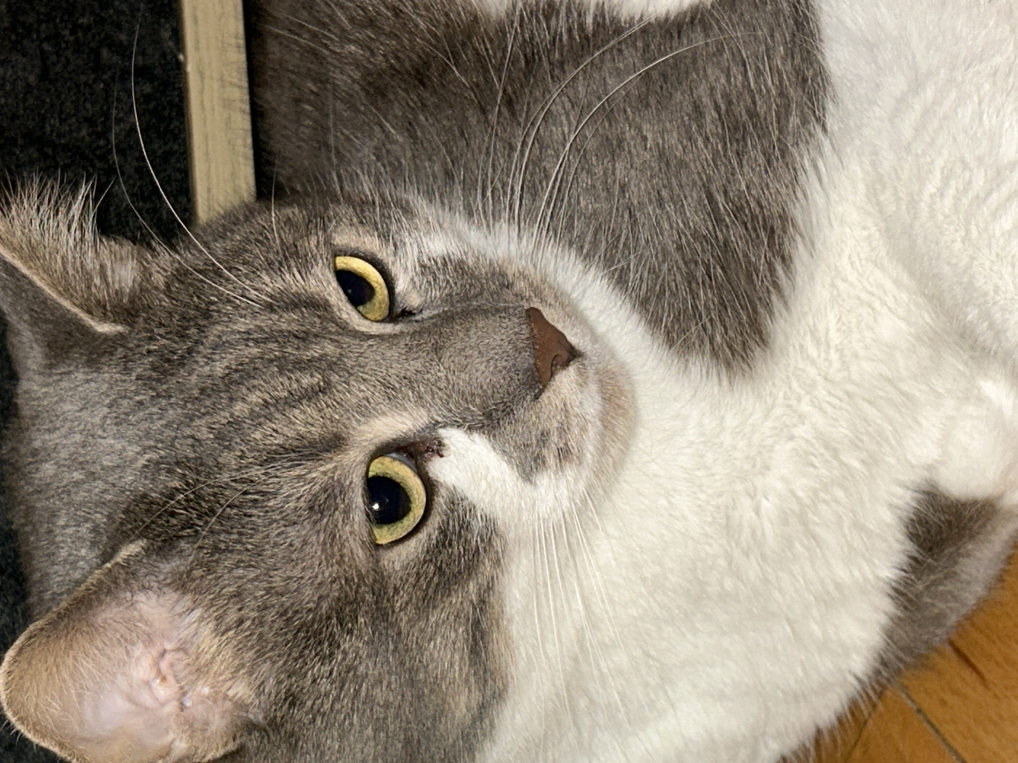 A close-up, eye-level shot focuses on the face and upper body of a gray and white tabby cat. The cat is lying down, with its head turned slightly to the right, looking downwards and to the right with its yellow eyes. The cat's fur is a mix of gray tabby markings and white patches, particularly on its chest and chin. Its nose is a light brown color. The background is dark and appears to be an indoor setting, possibly with a wooden surface visible in the lower left corner. There are no people or discernible elements of the city of Sofia, Bulgaria, in the image.