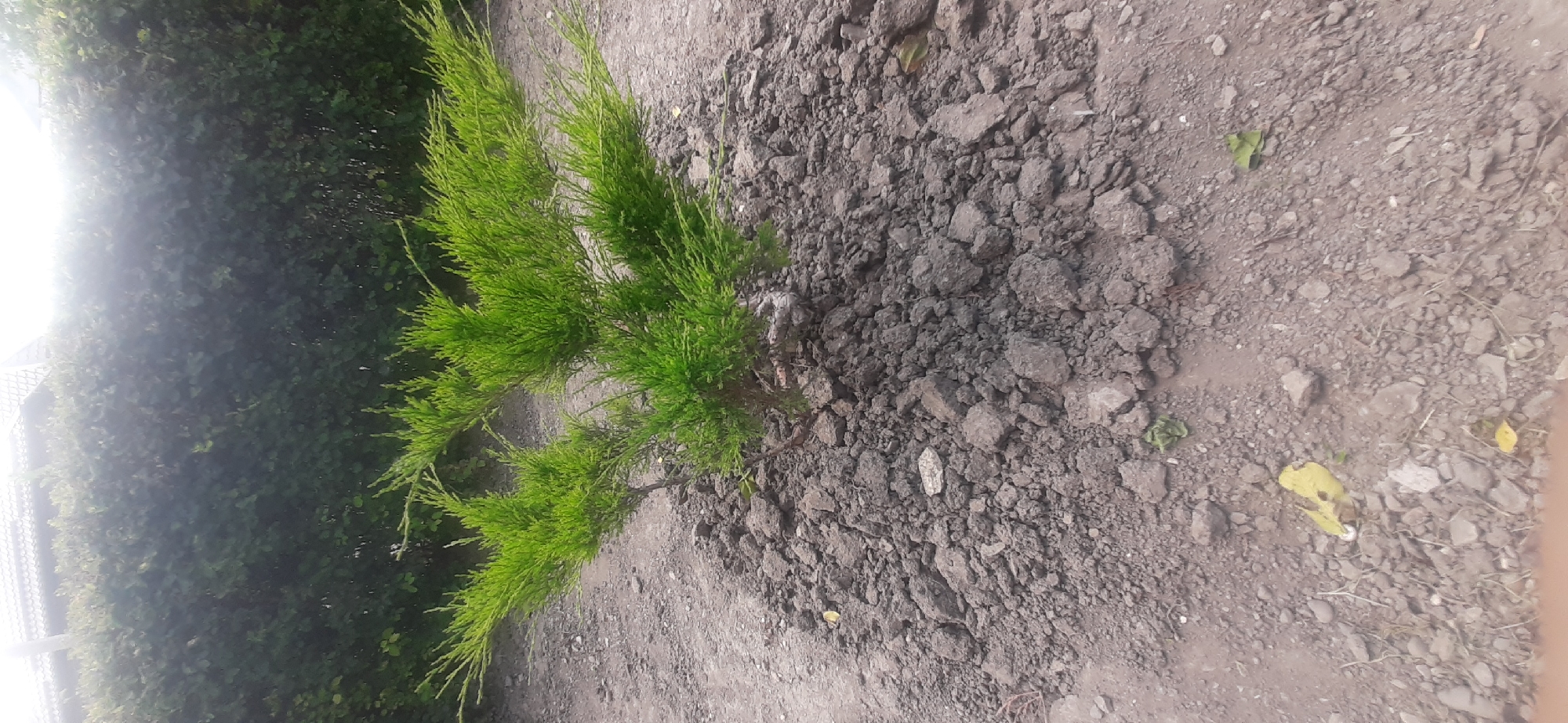 In Yessentukskaya, Russia, a small, bright green evergreen shrub is planted in a mound of dark, cloddy soil. The shrub, with its wispy, needle-like foliage, is the central focus of the image. The ground surrounding the mound is a mix of dirt and small rocks. In the background, a dense, dark green hedge forms a backdrop, with the top of a roof and a bright, hazy sky visible above it, suggesting an outdoor, possibly garden or yard, setting.