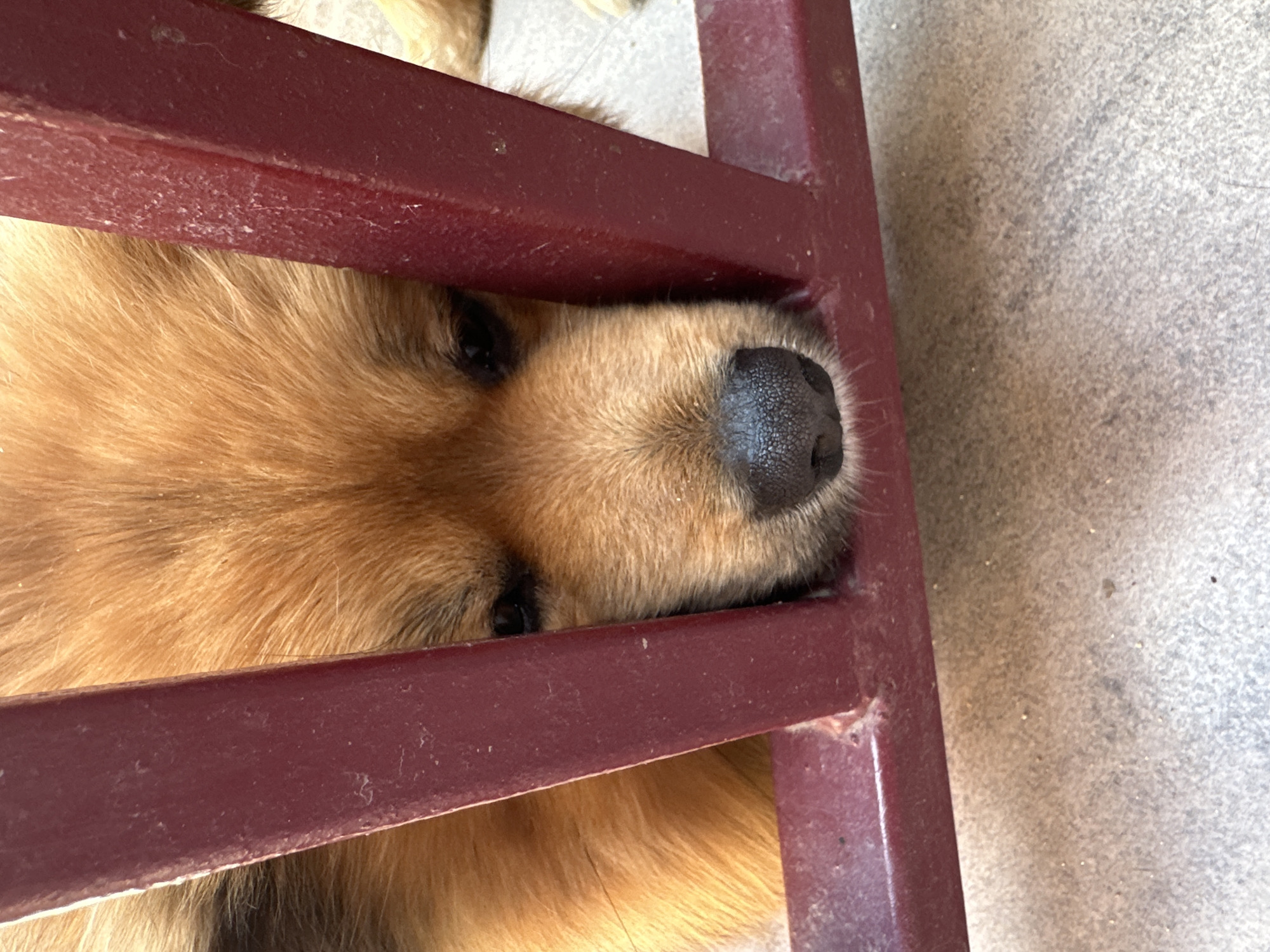 A close-up shows the head of a golden retriever dog seemingly stuck between the bars of a maroon-colored metal gate or railing. Only the dog's head, including its nose, eyes, and fur, is clearly visible. The surface on the right side of the image appears to be concrete. The location of Manole, Bulgaria, is not discernible from the image.