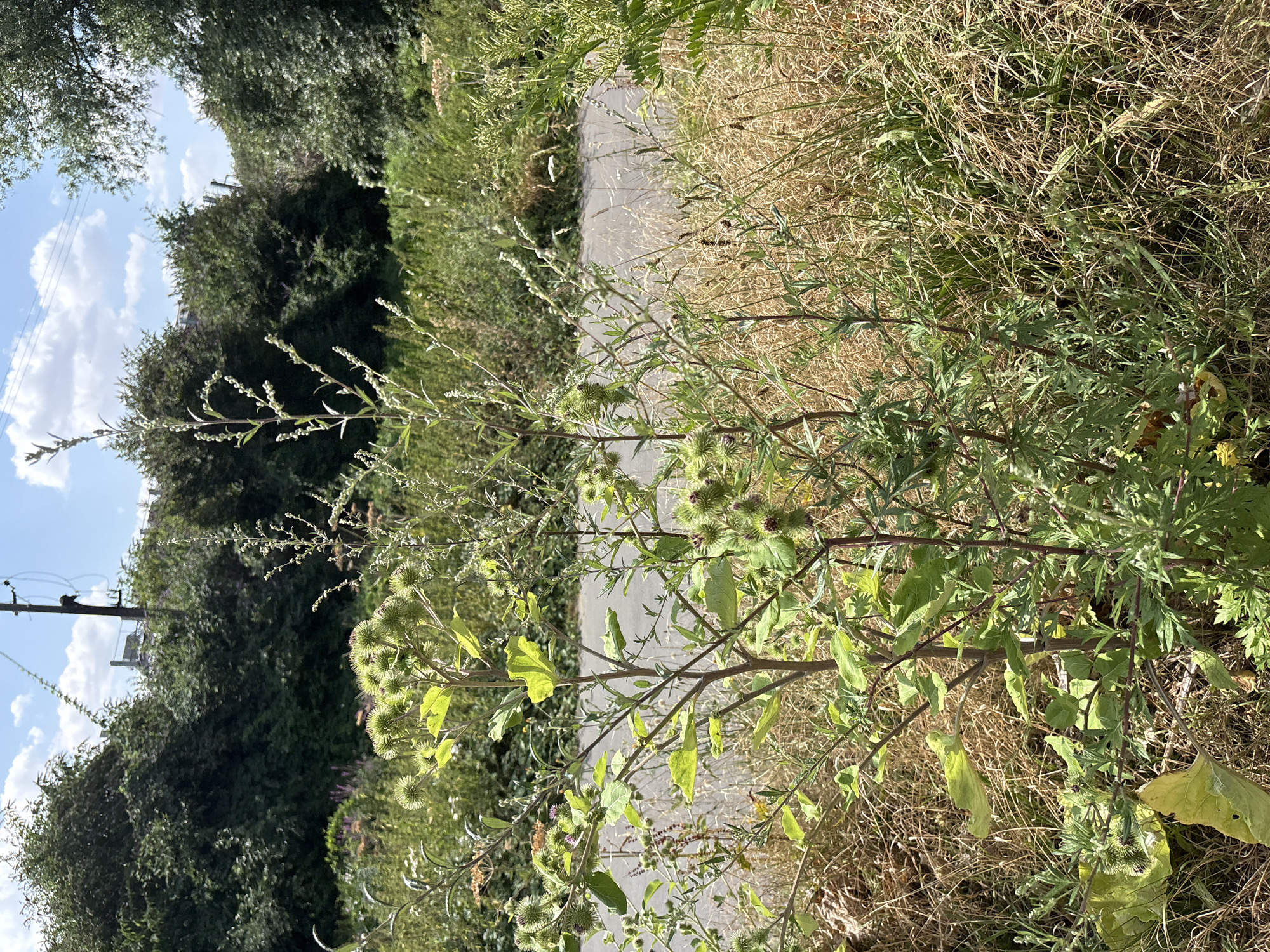 The image shows a patch of overgrown vegetation along a paved path, likely a verge or a disused area in Chelmsford, United Kingdom. In the foreground, a plant with spiky green seed pods is prominent, with some dried grasses and other green plants surrounding it. In the background, dense green bushes and trees line the path, with a clear blue sky dotted with white clouds overhead. A utility pole with wires is visible in the upper left portion of the image, suggesting an urban or suburban fringe location. There are no people or animals visible in the scene. The overall impression is one of untamed nature encroaching on a man-made structure.