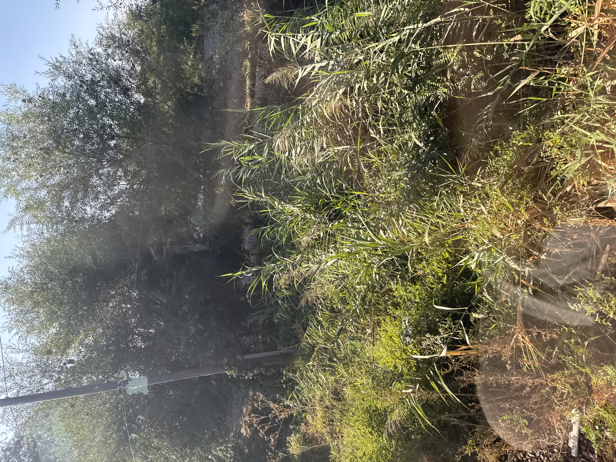 The image shows a dense, sunlit overgrowth of tall grass and reeds, with a wooden utility pole visible on the left. In the background, a line of trees forms a natural barrier, partially obscuring a fence. The sky is clear and blue. The scene is an outdoor natural setting, likely a roadside or embankment, and there are no people or specific landmarks indicating the city of Kant, Kyrgyzstan. The lighting suggests it is daytime, with sunlight creating bright spots and shadows across the vegetation.