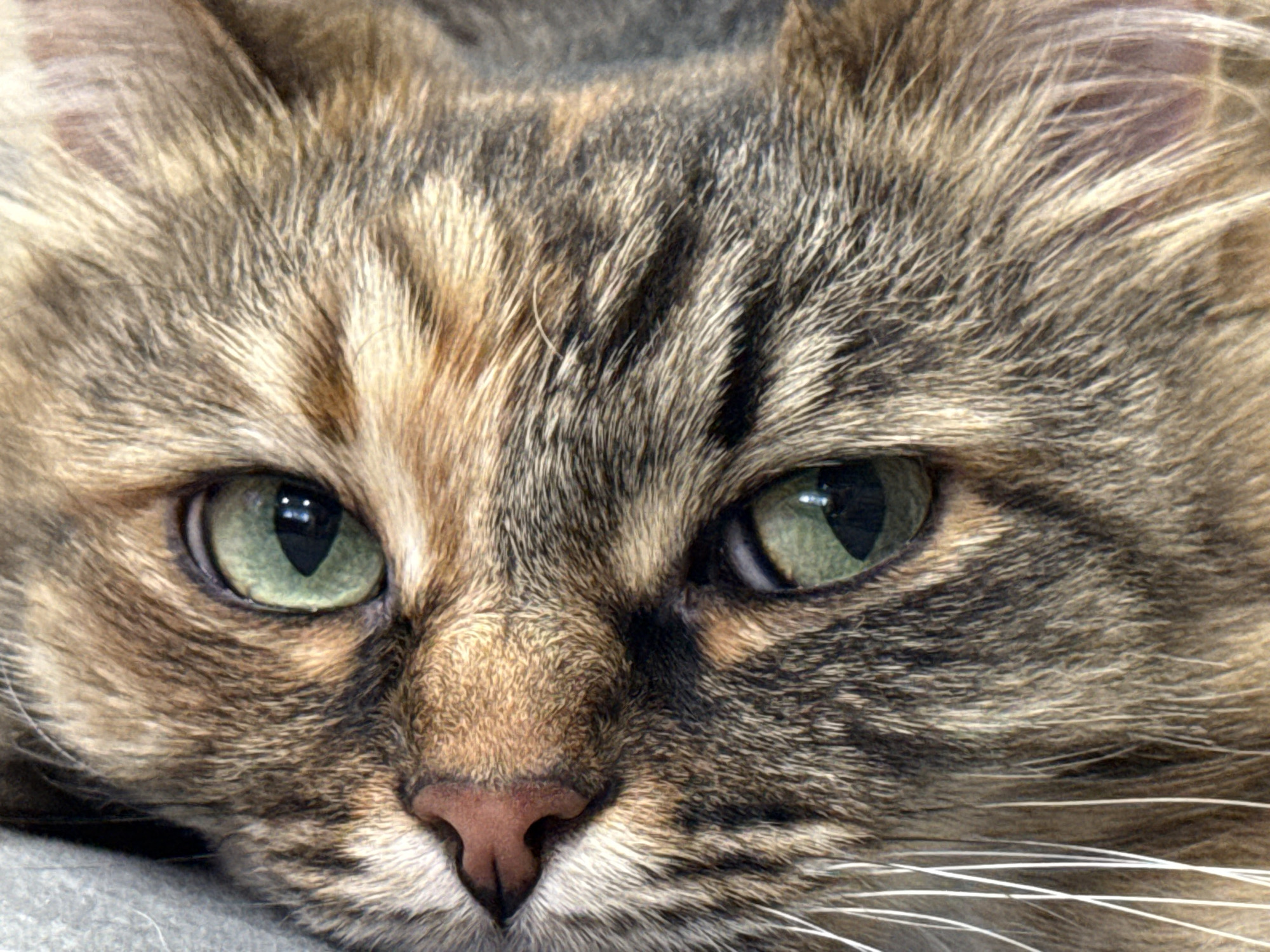 The image is a close-up of a cat's face. The cat has green eyes, brown and tan fur, and a pink nose. The cat's fur has a striped pattern. The cat is lying down.
There is no information in the image to suggest that the image was taken in Votkinsk, Russia.