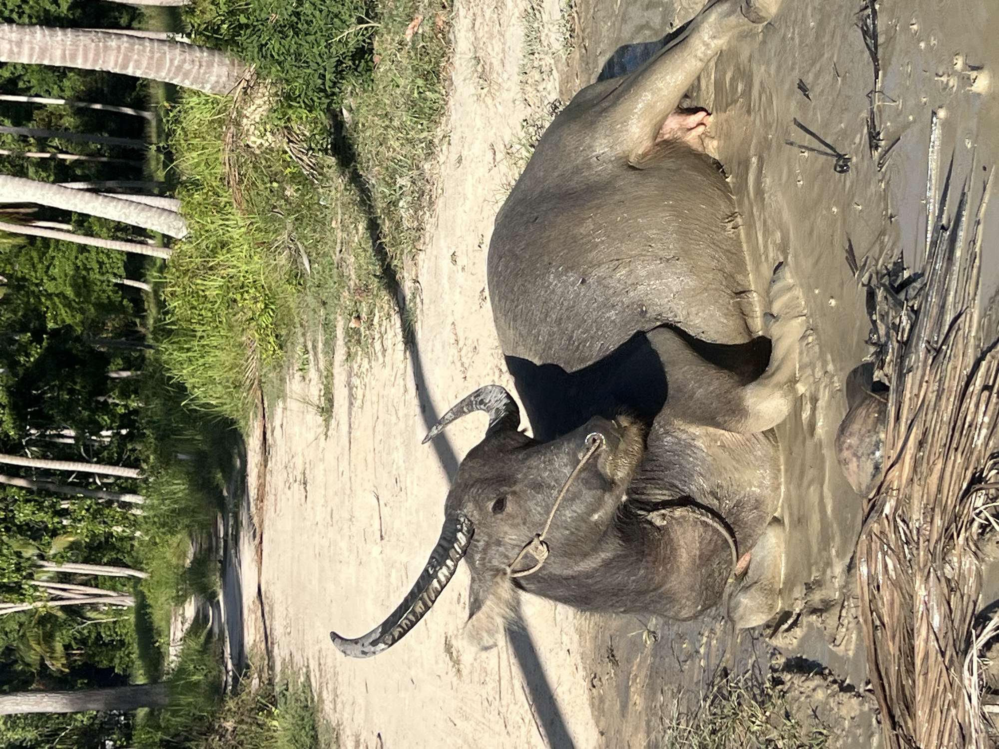A water buffalo is lying on its back in the mud, its legs in the air. The buffalo is dark gray and appears to be covered in mud. It has large, curved horns and a rope halter around its nose. The scene is a dirt path lined with palm trees and lush green vegetation. The ground is dry and dusty in some areas, with patches of mud where the buffalo is resting. The sunlight suggests it is daytime, and the bright vegetation indicates a warm, possibly tropical climate. The overall impression is one of a rural, natural environment. No people, objects, or text are visible in the image.