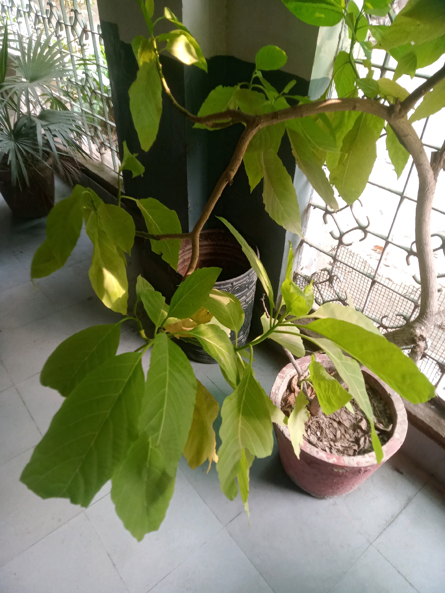 The image shows a close-up of a potted plant with large green leaves and a brown trunk, positioned on a tiled floor in what appears to be an indoor or semi-outdoor setting. The plant has branches extending upwards and to the right, with sunlight illuminating some of the leaves. In the background, another potted plant with spiky leaves is visible, along with a metal grill or fence. The environment suggests a residential area in Karachi Division, Pakistan, possibly a balcony or a room near a window. There are no people or animals present in the image. The overall scene is tranquil and focuses on the plant life.