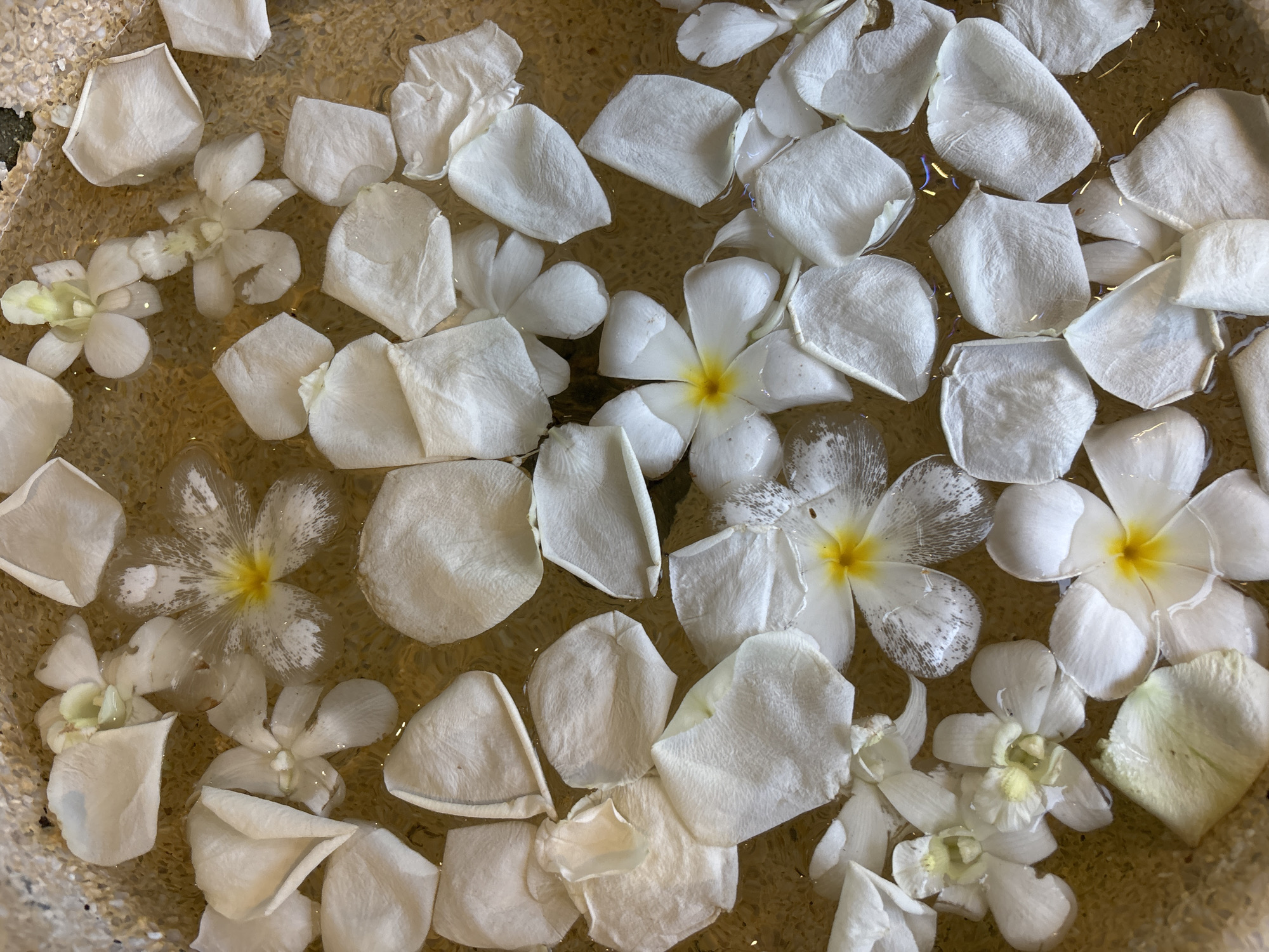 This media file shows a close-up, top-down view of a shallow bowl filled with water. Floating on the surface are numerous white flower petals and several white flowers, including orchids and plumeria. The flowers have yellow centers. The bowl appears to be made of a textured, light-colored material, possibly stone or concrete, and is visible around the edges of the frame. The water is clear, and the texture of the bowl's bottom is visible beneath it. The lighting suggests it could be daytime, likely outdoors or in a well-lit indoor space. The scene evokes a sense of tranquility and spa-like ambiance. No people are visible, and no text is present in the image. The location context is Chalong, Thailand, which aligns with the tropical flowers featured.