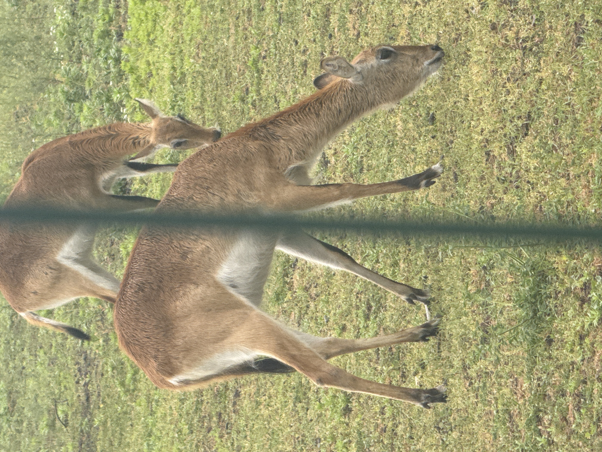 Two gazelles are grazing in a grassy field. The gazelles are light brown with white undersides. One gazelle is in the foreground, facing to the right and grazing. The second gazelle is in the background, facing to the left and also grazing. The ground is covered in green grass with some patches of lighter green and brown. A thin, vertical, dark green bar runs through the center of the image, partially obscuring the gazelles. The background consists of more grass and some distant vegetation. The scene appears to be outdoors in a natural environment.