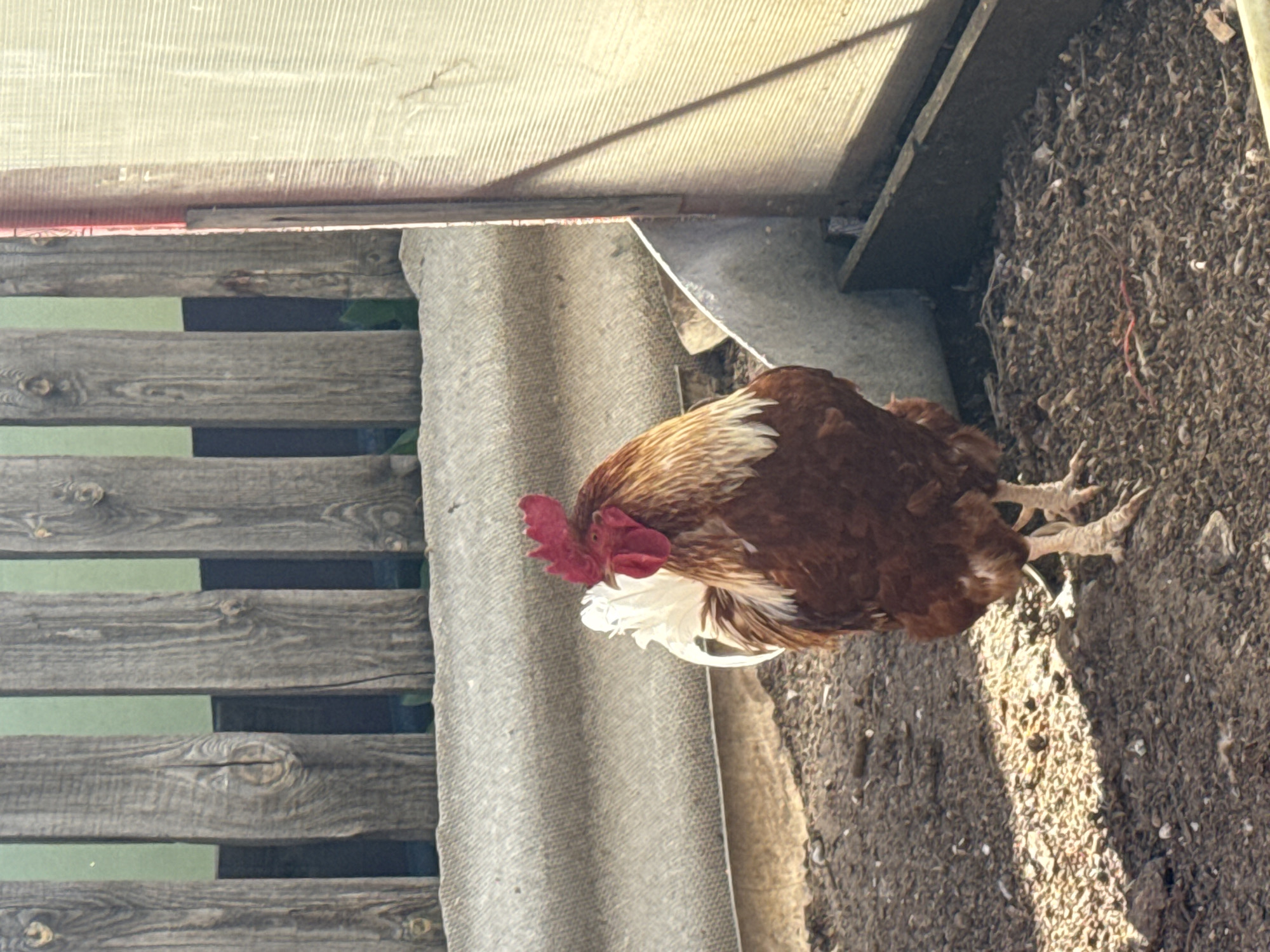 A rooster with brown and white feathers stands on dirt near a wooden fence and a corrugated grey wall, possibly inside an enclosure. The lighting is dappled. The location is Chaikovsky, Russia.