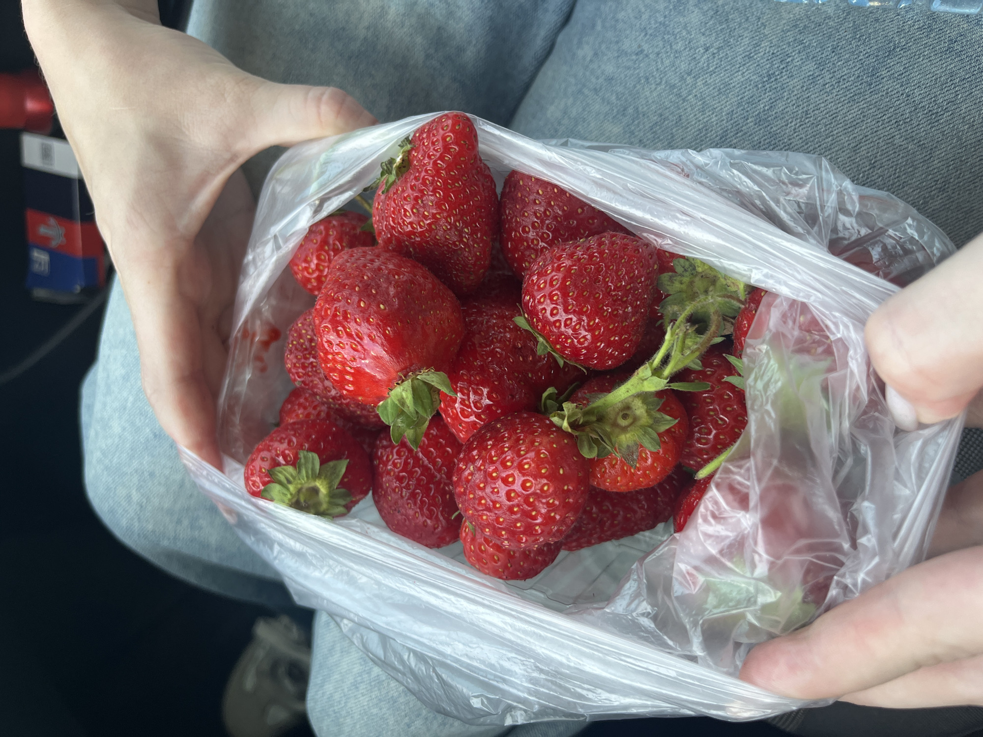 The image shows a person's hands holding a clear plastic bag filled with fresh strawberries. The strawberries are a vibrant red and appear plump and ripe, with green stems and leaves visible on some. The bag is being held over a lap covered by light blue denim jeans, suggesting the person is seated. The background is slightly blurred, but appears to be inside a vehicle, with a dark interior and hints of a car seat. There are also small details in the background that look like flags or emblems on what might be a car's headrest, suggesting a possible location within Vasil'yevo, Russia, though this is inferred. The overall scene is casual and depicts the enjoyment of fresh fruit.