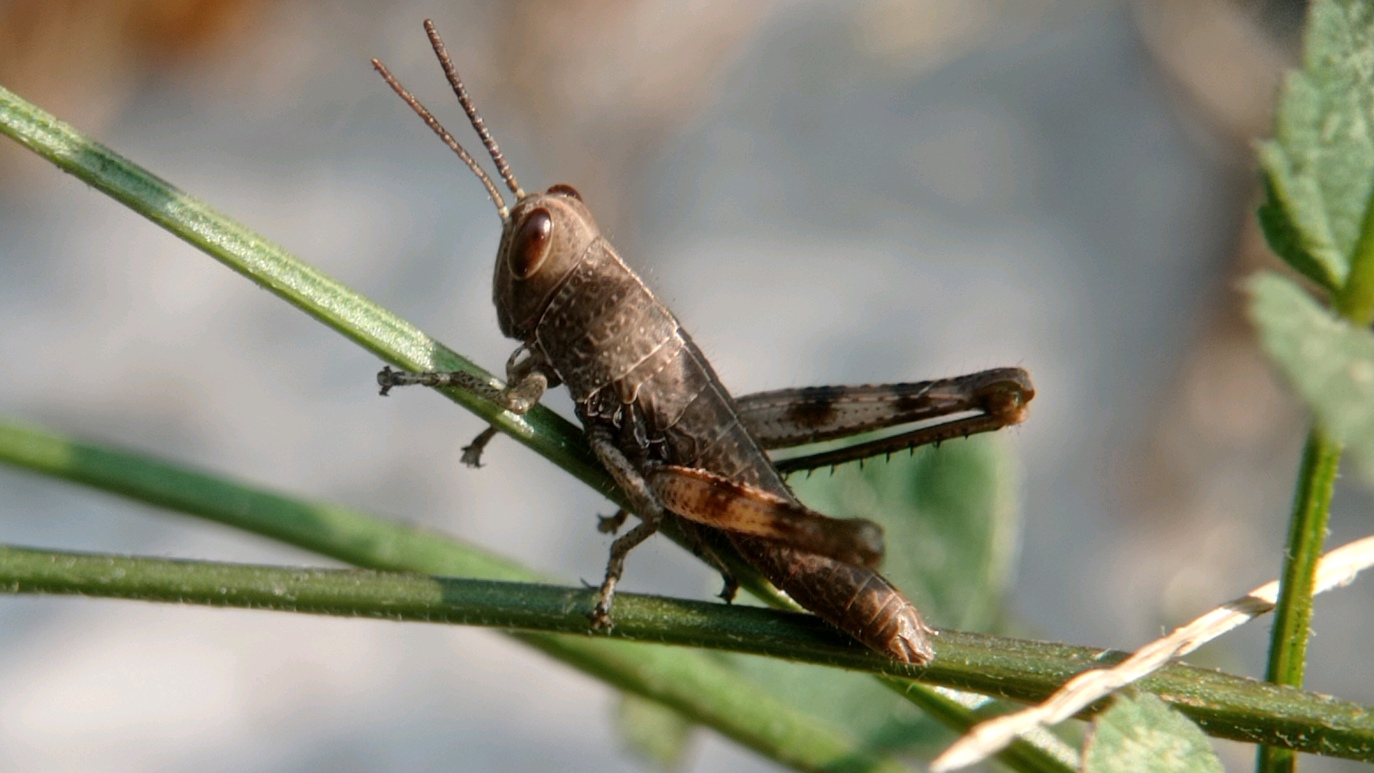 A close-up, eye-level shot features a small, brown grasshopper perched on a thin, green plant stem. The grasshopper is positioned on the upper stem, facing left with its body angled towards the viewer. Its antennae are raised, and its compound eyes are clearly visible. The stem on which it rests is diagonal, with another stem below it running horizontally. The background is softly blurred, showing hints of green leaves and a muted, grayish-brown earthy tone, suggesting an outdoor, natural environment. There are no people or human-made objects visible in the image. The scene is devoid of any specific location information within Bedali, Indonesia, as the image is a macro photograph of an insect in its natural habitat.