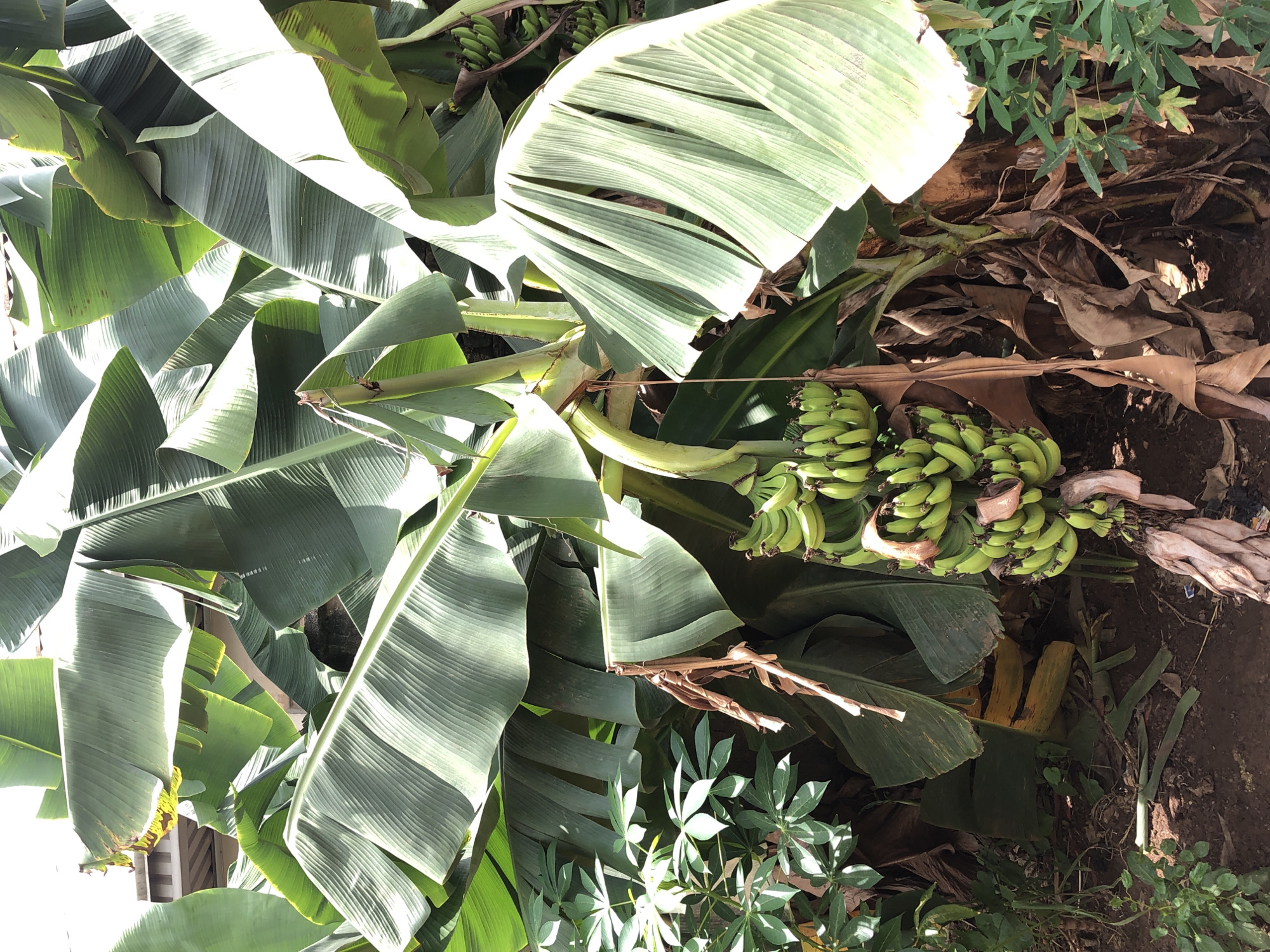 The image captures a banana tree laden with green, unripe bananas. The location is Unknown, Unknown. The scene consists mainly of banana tree foliage and a cluster of bananas hanging from the tree. The ground surrounding the tree is covered with dry leaves and some smaller green plants. The sunlight is casting shadows across the leaves, creating a contrast of light and dark areas. There are no people visible in the frame.