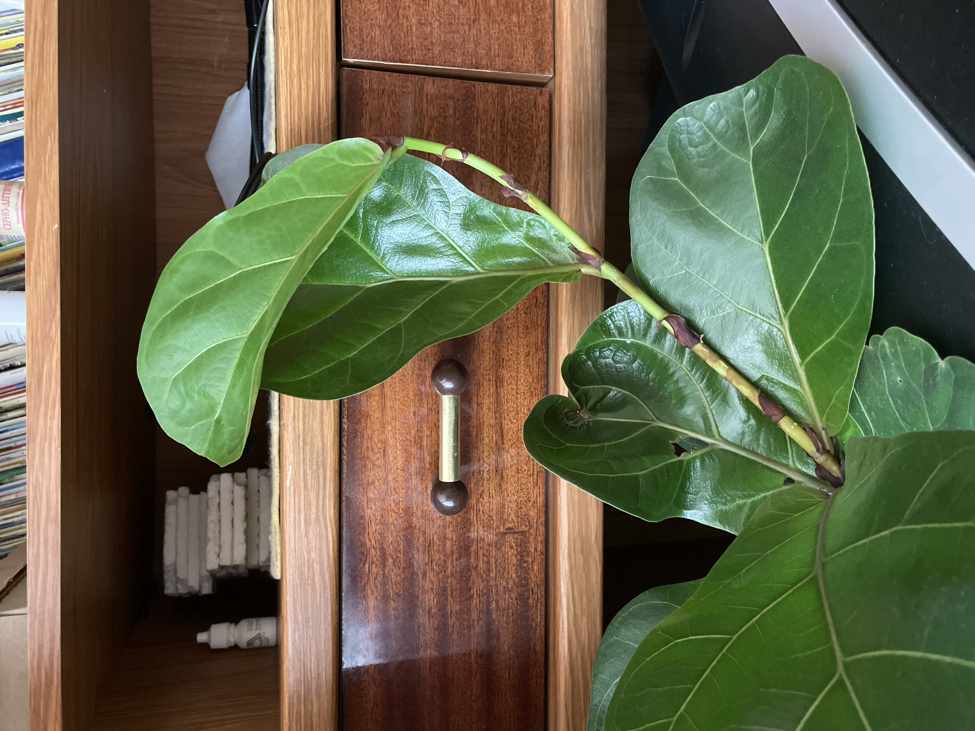 A close-up, high-angle shot focuses on a section of a Fiddle Leaf Fig plant situated atop a wooden cabinet. The plant's glossy, green leaves are prominently displayed, their veins clearly visible. A light-green stem with brown nodes supports the leaves. The cabinet beneath is made of polished wood and features a brass handle in the center of a drawer. In the open side compartment of the cabinet, a collection of small, rectangular, white objects (possibly tiles or papers) can be seen, along with a small white bottle. The context does not allow to identify if the photo was taken in the city of Zheleznogorsk, Russia.
