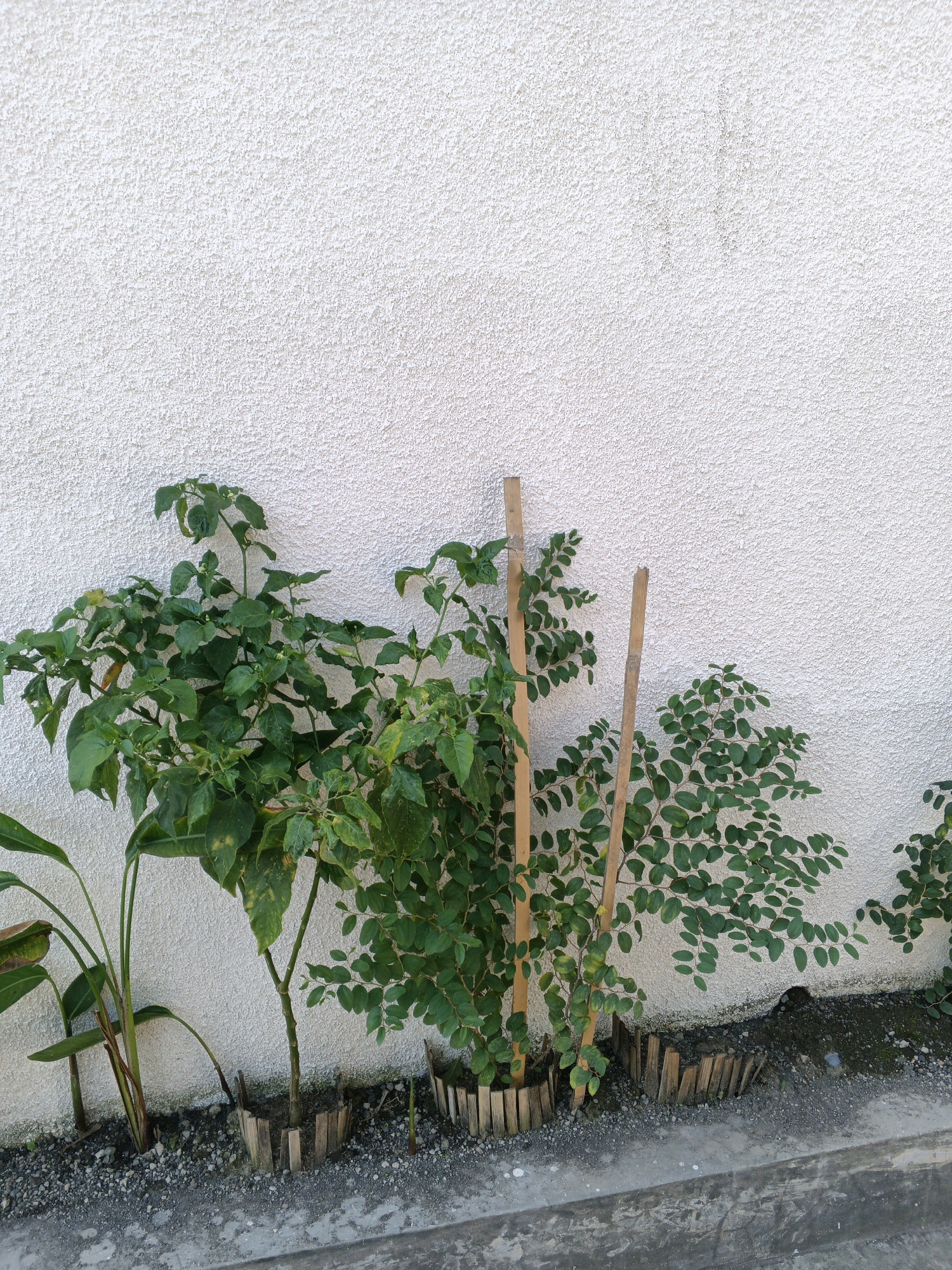 In Abiansemal, Indonesia, a collection of potted plants stands against a rough-textured white wall. To the left, a broad-leafed plant with green and brown foliage is partially visible. Adjacent to it are two bushy green plants, the one on the left taller and fuller, the one on the right more sparse. Both are supported by bamboo stakes. A third plant, also green and bushy with small leaves, is situated further to the right, also supported by a bamboo stake. The plants are in wooden planters, and the ground is covered with gravel. The wall has an uneven, stucco-like finish.