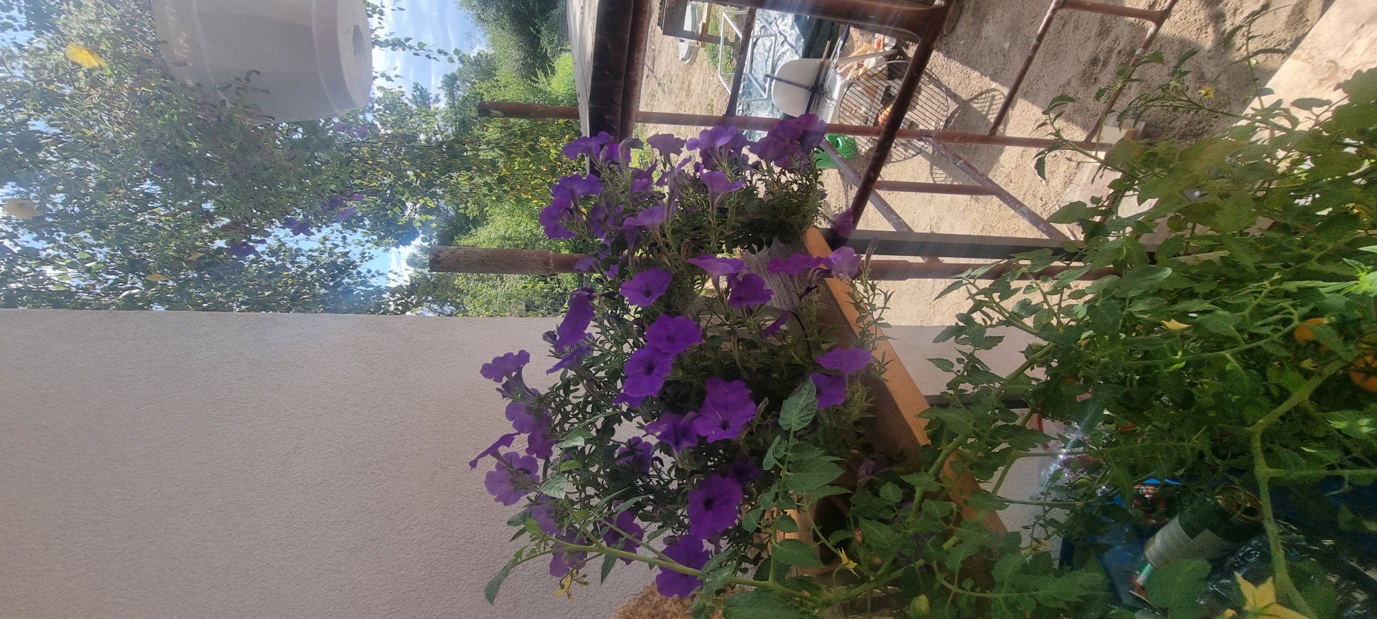 The image depicts a close-up view of a balcony or patio area, likely in the city of Szczaki, Poland. In the foreground, vibrant purple petunia flowers spill from a planter box situated on a wooden shelf attached to a cream-colored wall. Below the petunias, the dense green foliage of a tomato plant is visible, with hints of ripening yellow and orange tomatoes.
The background reveals a rustic outdoor setting. A metal railing, likely part of the balcony structure, runs horizontally across the frame. Beyond the railing, a dirt or gravel ground is visible, with various objects scattered around, including what appears to be a white chair, a fan, and some debris. Further in the distance, lush green trees and vegetation are seen, suggesting a natural or semi-rural environment. The sky above is a mix of blue sky and cloudy conditions, with sunlight filtering through the leaves of the trees. A rough-hewn wooden post stands vertically near the center of the image, adding to the rustic aesthetic. A white pot is also partially visible hanging from a tree branch in the upper right portion of the frame. The overall scene conveys a sense of a lived-in outdoor space, possibly undergoing some renovation or storage.
