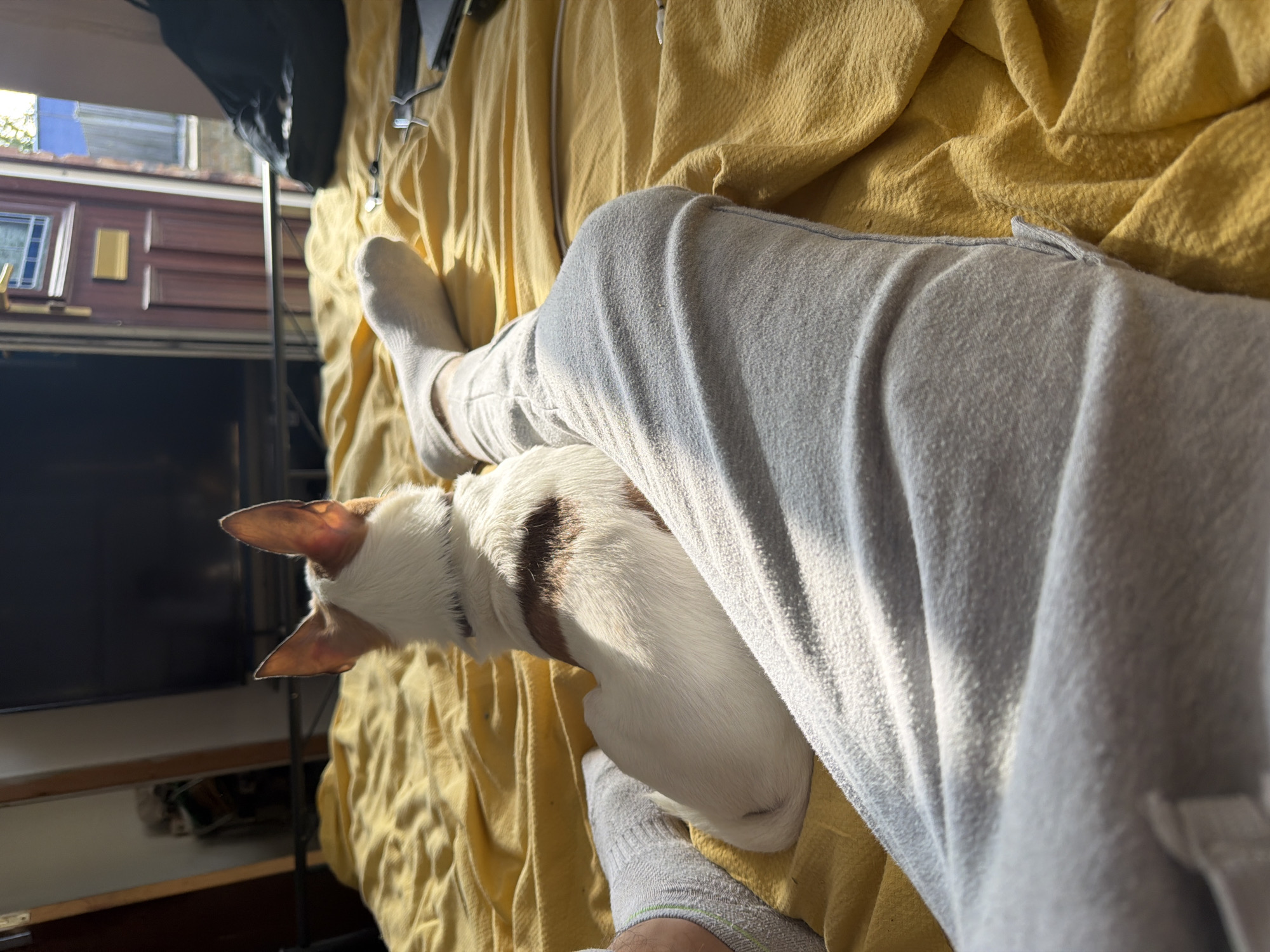 The image depicts a tranquil indoor scene featuring a person and a small dog. A person's leg and foot, clad in light grey sweatpants and white socks, are visible, resting on a bright yellow, textured blanket or duvet. Nestled comfortably between the person's leg and the blanket is a small white dog with distinctive brown markings, possibly a Terrier breed. The dog has prominent, upright ears and is looking away from the camera, seemingly towards a window.
Strong sunlight streams in from the left, illuminating the scene warmly and casting distinct highlights and shadows on the blanket, clothing, and the dog's fur, suggesting it is either morning or late afternoon on a clear, sunny day. In the background, beyond the person and dog, characteristic wooden paneling and a small square window are visible. These features strongly suggest the interior of a narrowboat, aligning with the provided location context of Pentre, United Kingdom, a region known for its canals. An unclear view of the outside is visible through the window. The overall atmosphere conveys a sense of peace and companionship. No text is visible in the media file.