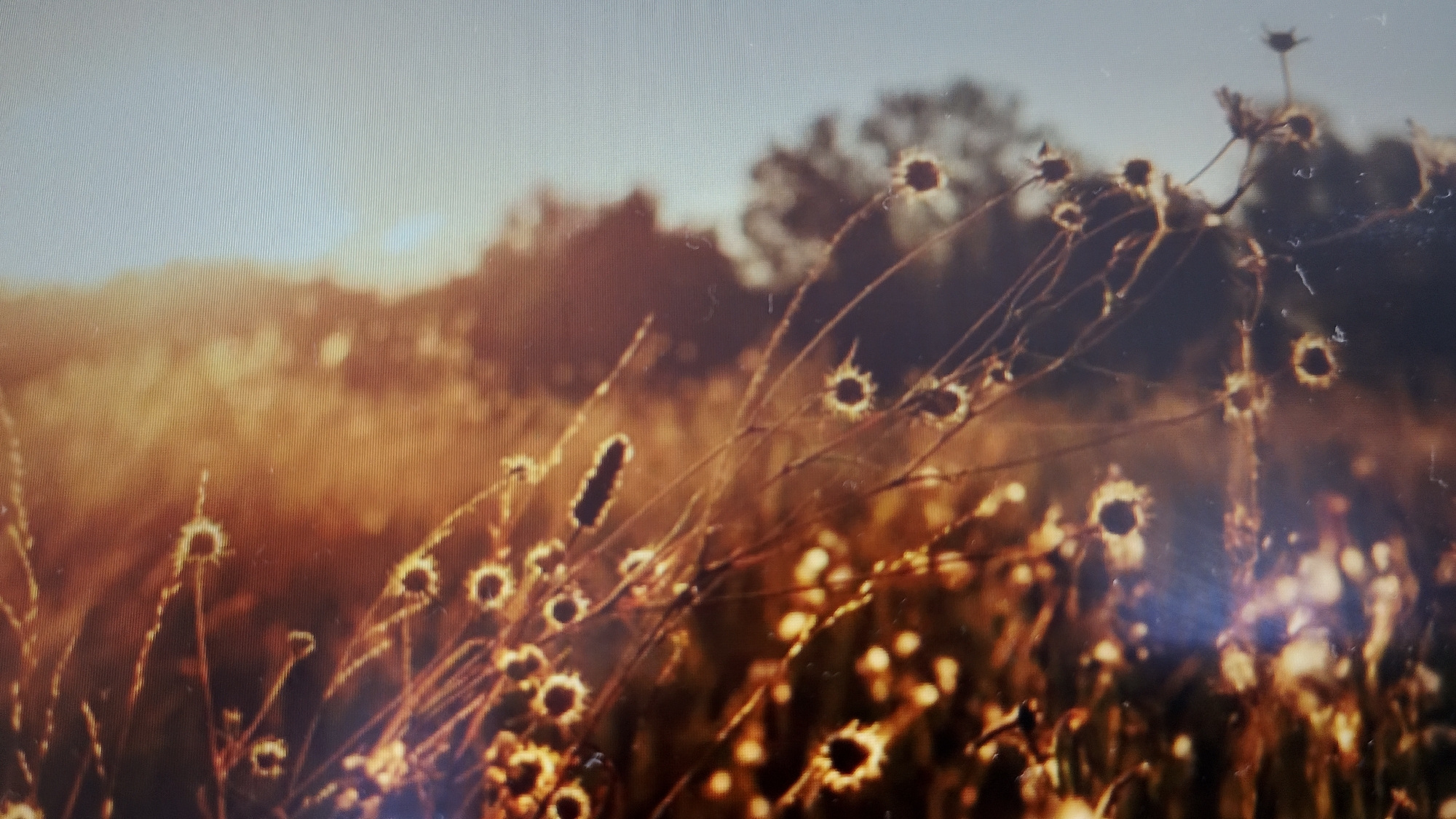 This is a photograph of dry grasses and seed heads in a field at sunset. The light is warm and golden, casting long shadows and backlighting the vegetation. The background is blurred, showing trees and a hazy sky. There are no people or animals visible in the image. The scene is peaceful and serene, suggesting a natural landscape. The photograph appears to be taken in a rural area, possibly a meadow or a field. It is not possible to determine the specific location within the city of Smolyan, Bulgaria from the image alone.