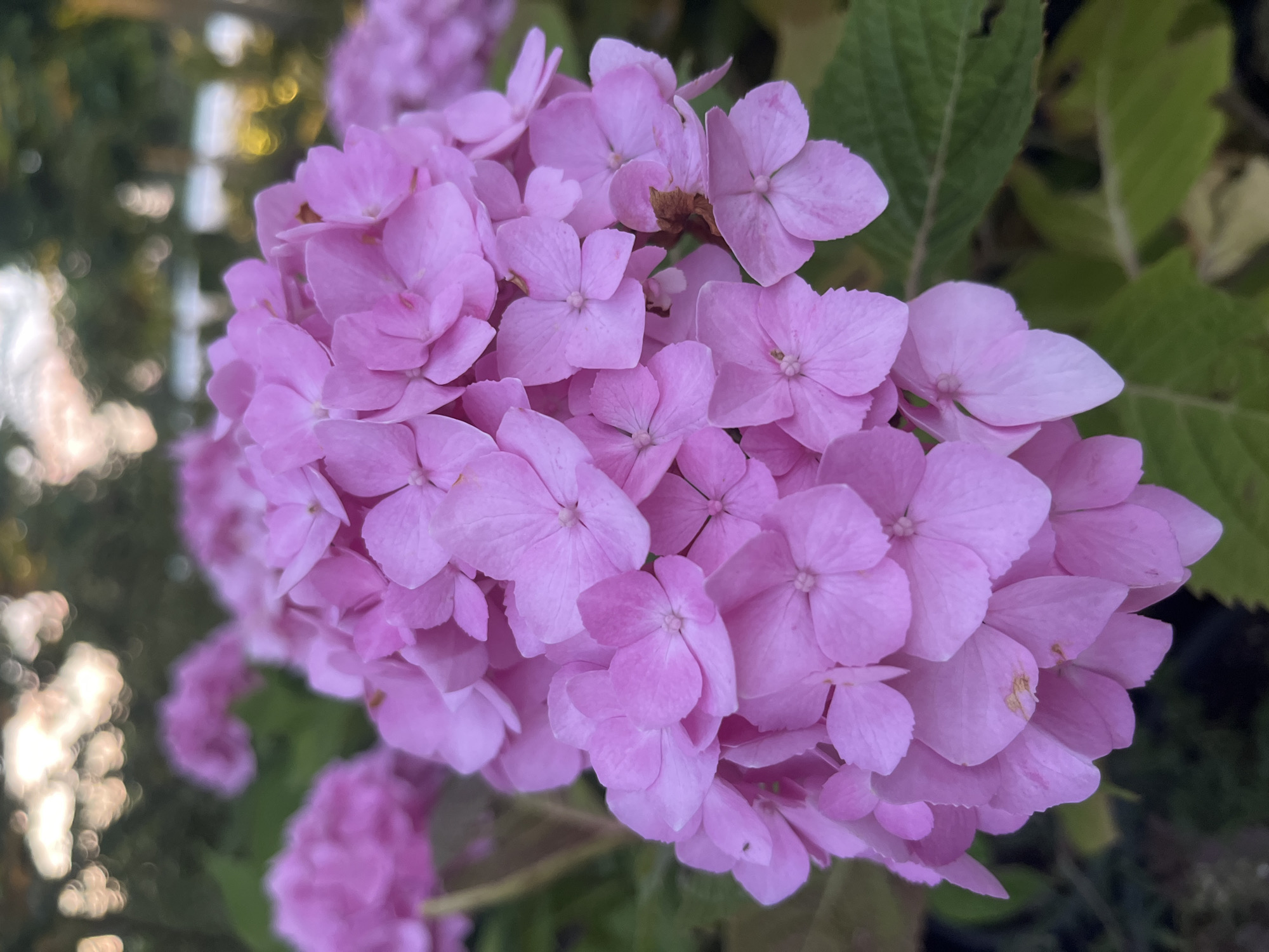 This is a close-up, eye-level shot of a cluster of pink hydrangea flowers. The flowers are the main subject, filling most of the frame. They are densely packed together, with individual blooms showing their characteristic four-petaled structure. Some of the petals are slightly dried and brown, suggesting the flowers are past their peak bloom. In the background, out-of-focus green leaves and hints of blurry, bokeh-like lights suggest an outdoor setting, possibly a garden. The lighting appears to be natural daylight, creating soft shadows and highlighting the delicate textures of the petals. There is no text visible in the image, and no people or specific objects other than the flowers and foliage. The overall impression is one of natural beauty and the ephemeral nature of flowers. The location context is Krasnodar, Russia.