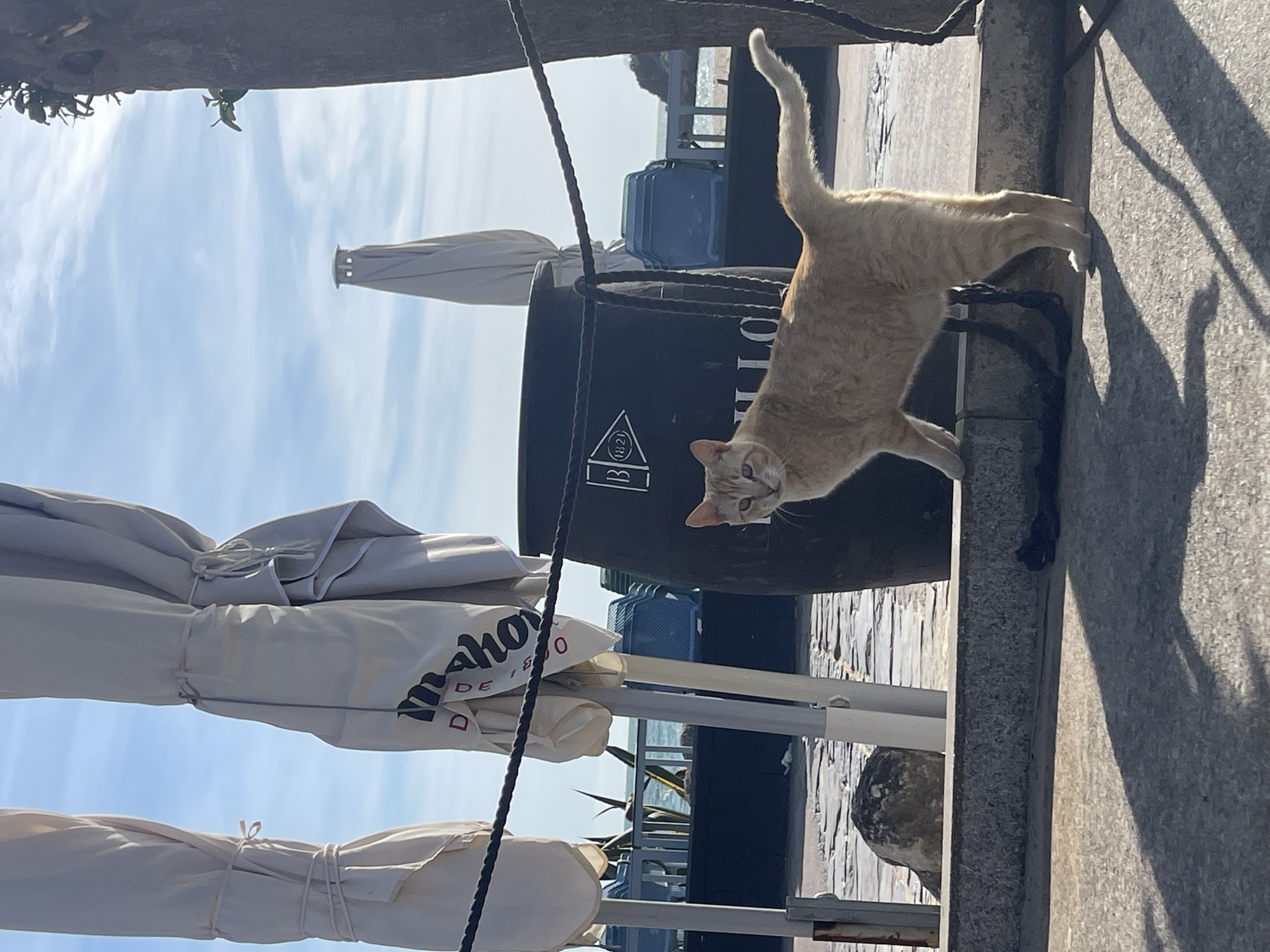A ginger cat is captured mid-motion, leaping from a concrete ledge or wall. The animal's tail is raised, and it is looking directly at the camera. In the background, there is a large black cylindrical container. Closed parasols are positioned next to the container, displaying the word "Mahou" on one of them. There is a glimpse of water and fencing in the distance. The scene is taken in daylight in El Puerto de Santa María, Spain.