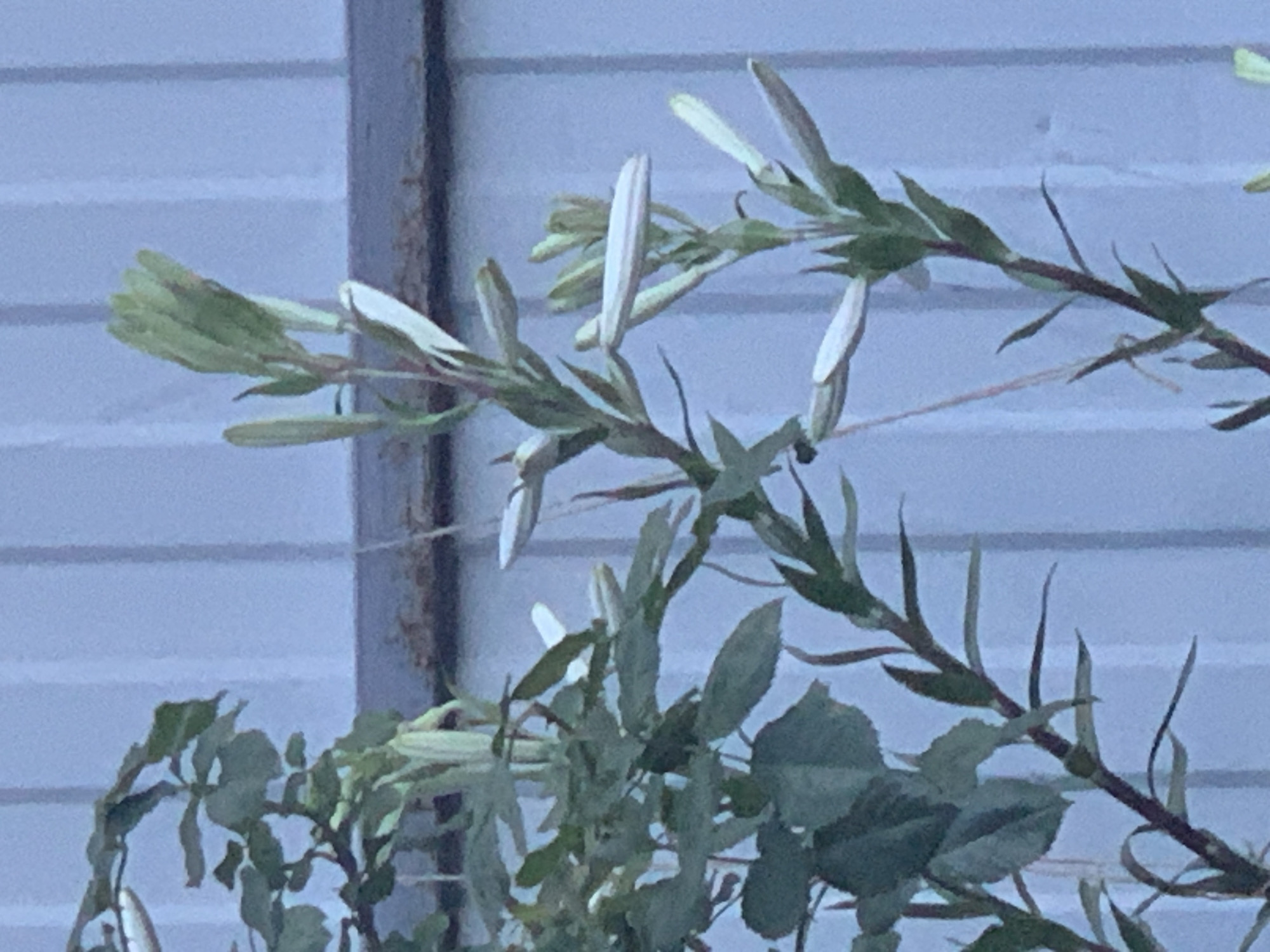 The image captures a close-up view of a plant against a light-colored, horizontally-paneled background, likely building siding. A dark, vertical element, possibly a metal pole or wooden post, is visible on the right side.
The main subjects are the plant branches, adorned with numerous slender, green leaves and distinctive elongated, pale greenish-white buds or young flowers. These buds are pointed at their tips and are present in clusters along the branches. Some of the buds appear to be just beginning to unfurl. The branches themselves are thin and have a reddish-brown tint in places.
The overall scene is static, focusing on the botanical details of the plant. The lighting appears soft and diffused, suggesting an overcast day or possibly early morning/late afternoon light. The background has a slightly muted, bluish-gray tone. There is no visible text in the image.