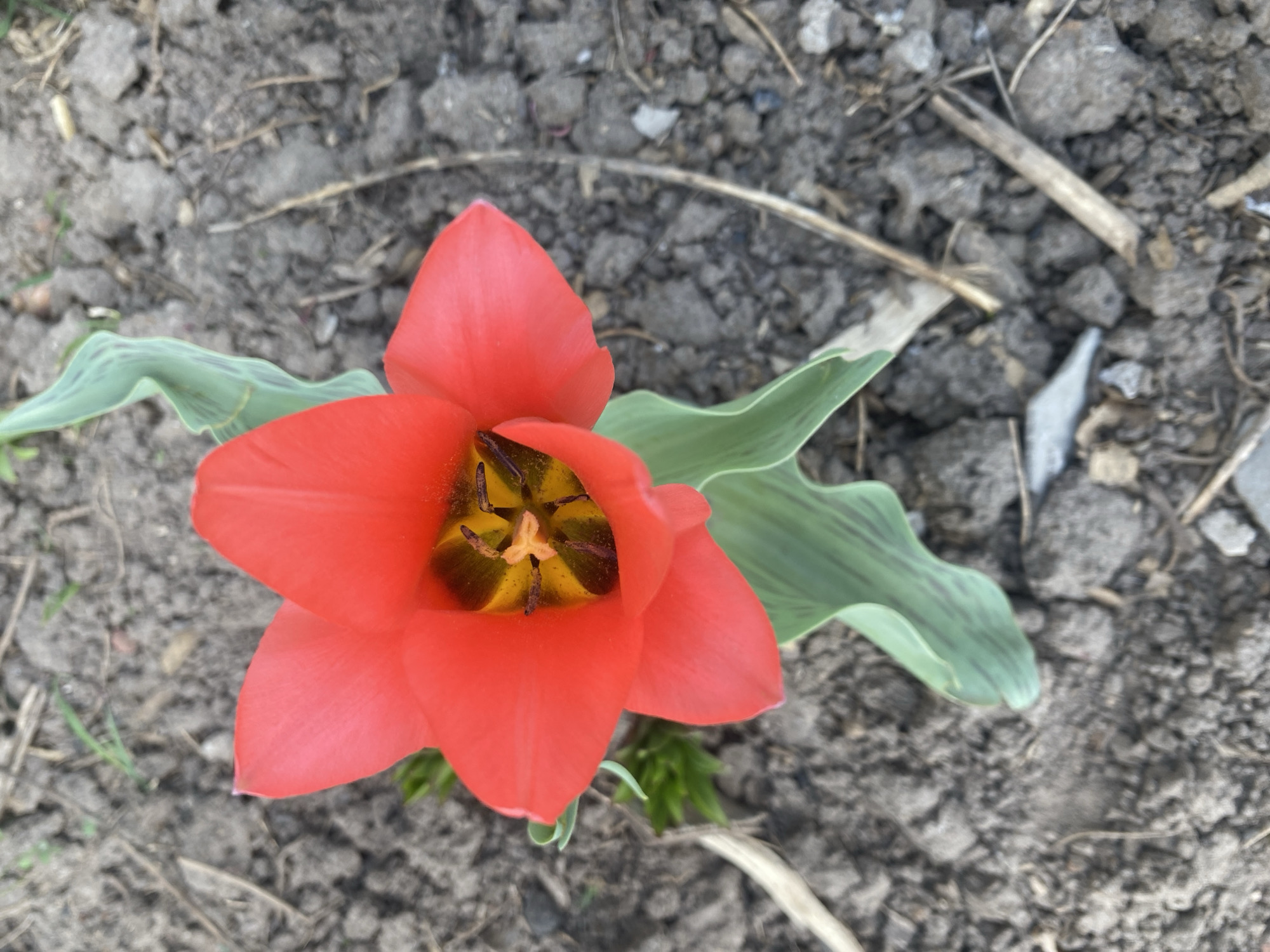A red tulip flower blooms in a patch of grey soil. The flower has six petals, with yellow and brown stamens visible in the center. The flower is surrounded by two green leaves. The setting appears to be outdoors in a garden or flowerbed. The location is Chaikovsky, Russia.