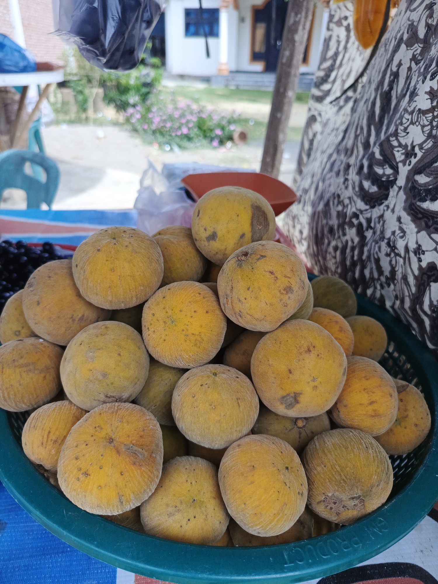 In Sawang, Indonesia, a close-up shot focuses on a green plastic basket overflowing with ripe santol fruits. The santols, a tropical fruit with a fuzzy, yellow-brown skin, are piled high, with their rounded forms creating a textured surface. Some fruits exhibit small, dark blemishes. The basket sits on a surface that appears to be a market stall, indicated by the blurred blue, red, and white striped fabric visible beneath it. In the background, a portion of a building with white walls and dark trim can be seen, along with some greenery and pink flowers, suggesting an outdoor setting. The image is taken from a slightly elevated perspective, looking down into the basket of fruit.