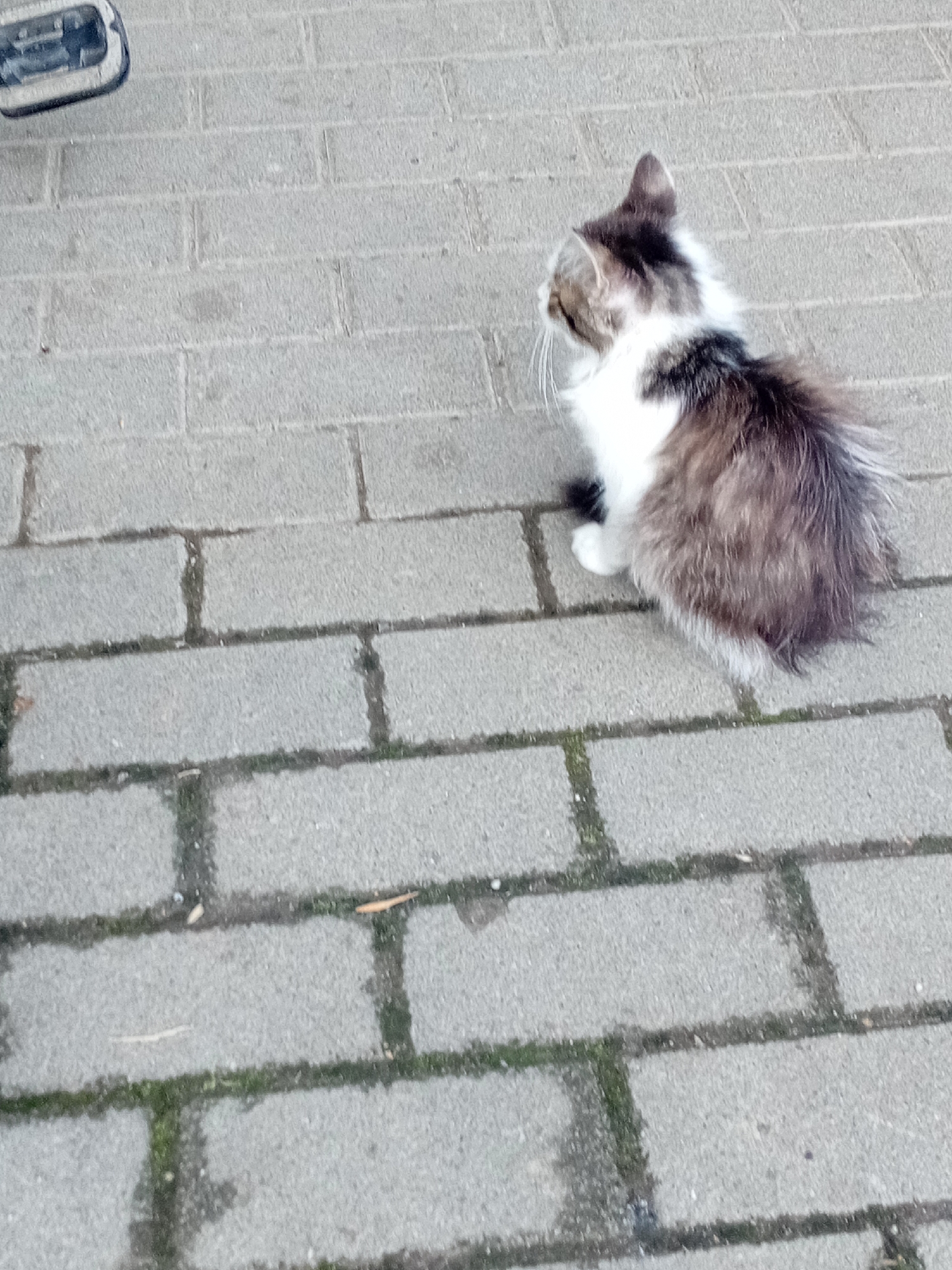 A fluffy, long-haired cat with white and grey tabby markings sits on a grey brick sidewalk. The cat is facing left in profile, with its head turned slightly to the left. Its tail is fluffy and extends to the right. The sidewalk is made of rectangular bricks laid in a staggered pattern. Some moss or weeds are visible in the cracks between the bricks. In the upper left corner of the image, a portion of a black and blue object, possibly a shoe or bag, is visible. The scene appears to be outdoors. This image was taken in Tiachiv, Ukraine.
