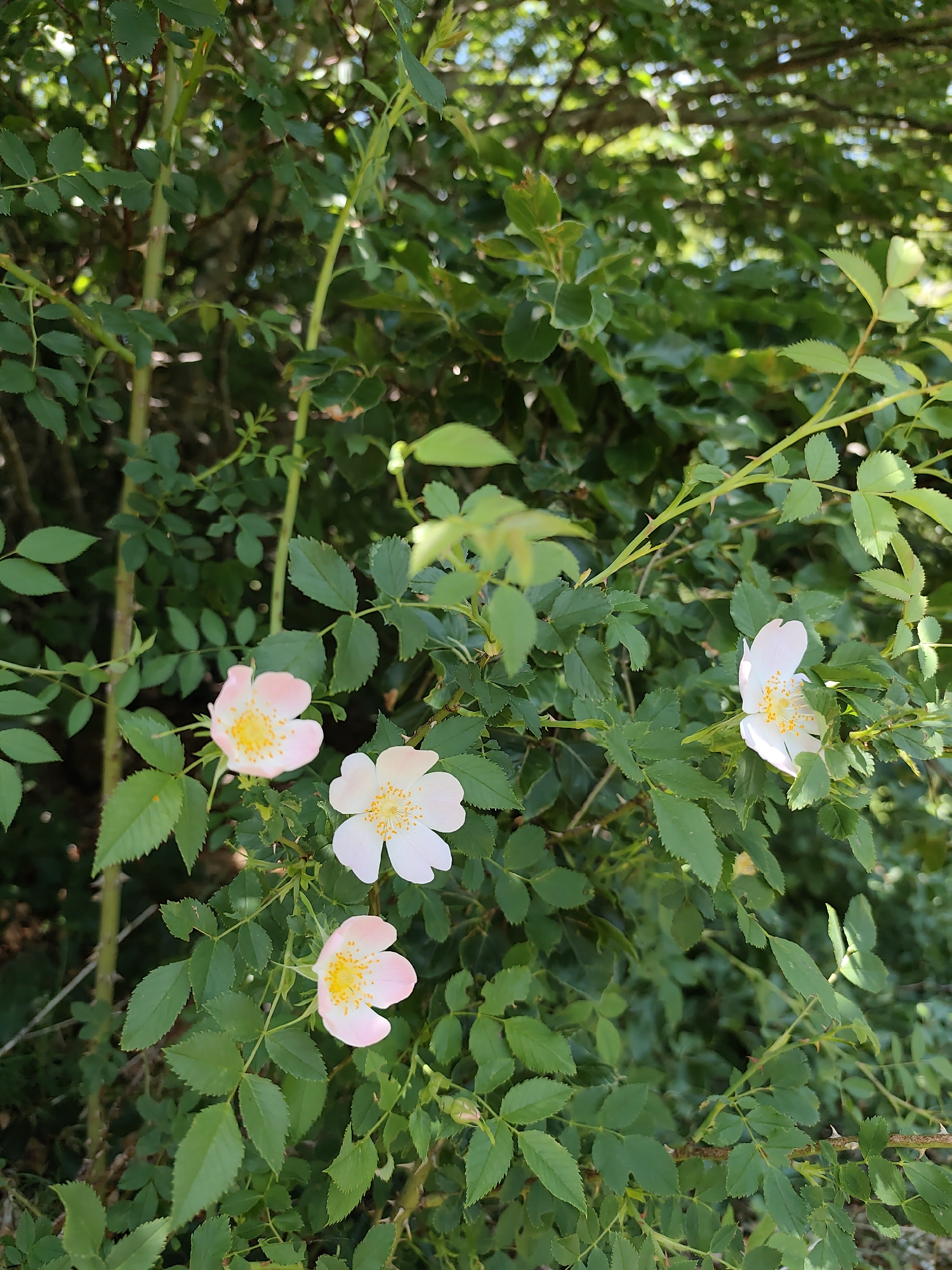 The image displays a close-up view of a wild rose bush with several pale pink and white flowers in bloom. The flowers have five petals each and prominent yellow stamens in the center. The bush has green, serrated leaves and thorny stems. The background consists of dense green foliage, suggesting an outdoor, natural environment. The scene is illuminated by natural light, casting some shadows. There are no people or animals visible in the image. The location is described as Dolovi, Montenegro.