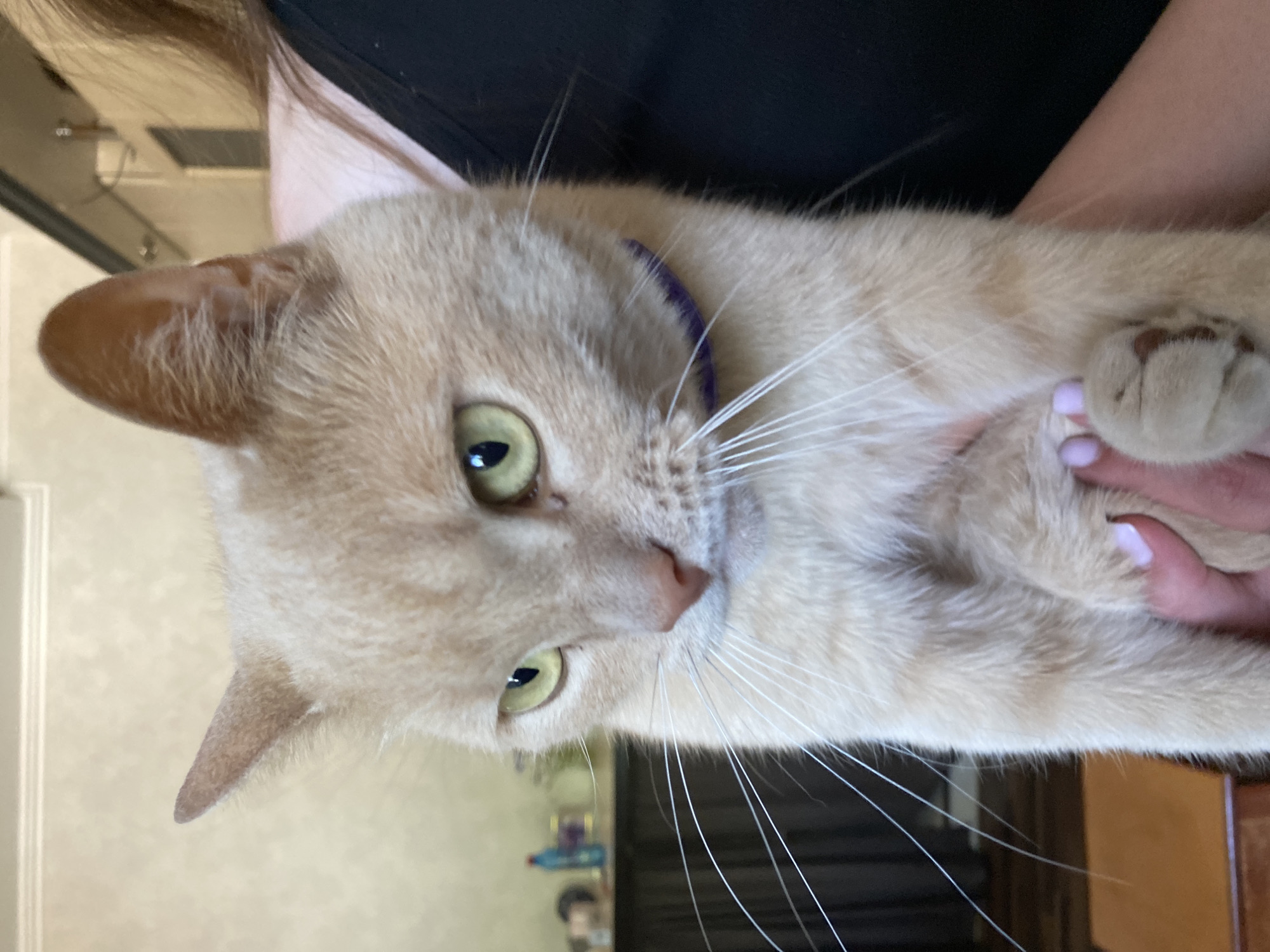 A close-up shot shows a light orange cat with green eyes being held by a person. The cat is looking to the left with a slightly downturned expression. The cat is wearing a thin, purple collar. The person's hand, with light purple nail polish, is visible holding the cat's front paw. The background is out of focus and appears to be an indoor setting with furniture and shelves.