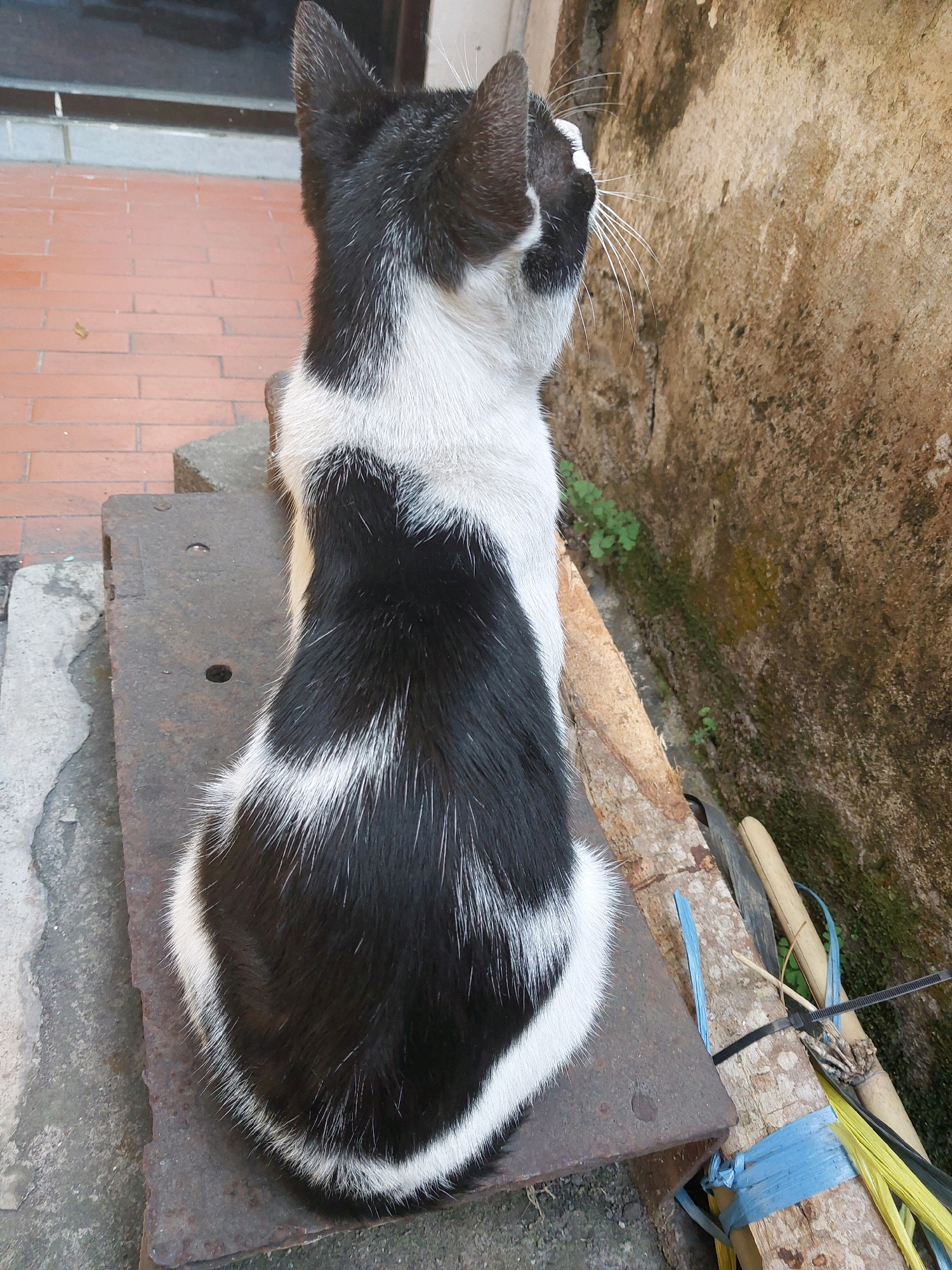 A black and white cat is sitting on a rusty metal surface next to a rough, textured wall. The cat is facing away from the camera, looking towards the right. The background shows a brick floor and some vegetation growing near the wall. The scene appears to be outdoors, possibly in an alleyway or backyard. The lighting suggests it is daytime. The environment is consistent with an urban setting in Malang, Indonesia.