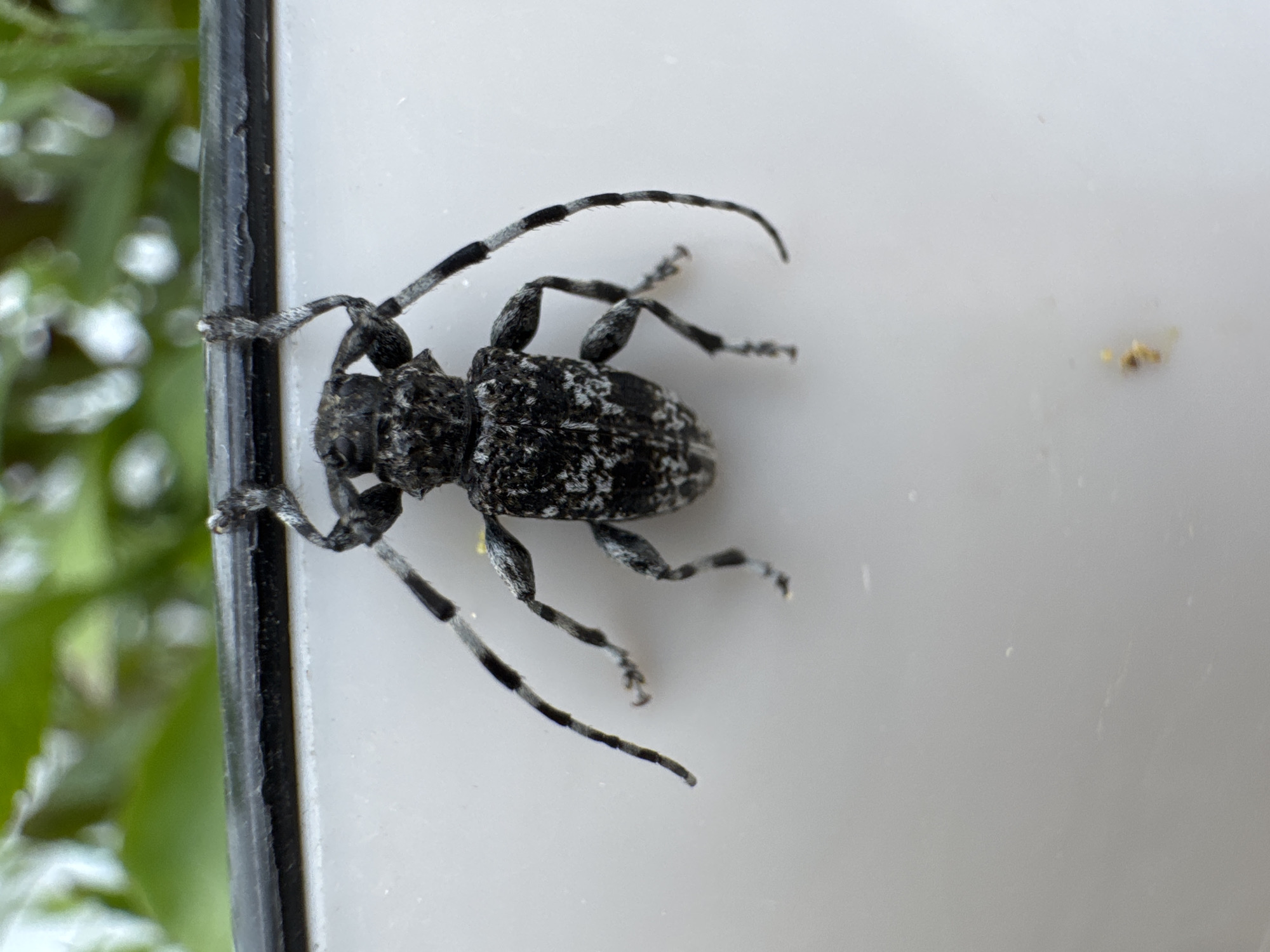 A longhorn beetle, characterized by its mottled black and white appearance and segmented antennae, is clinging to the edge of a white surface. The beetle is positioned centrally in the frame, with its legs splayed. Above the beetle, a dark, textured edge is visible, and beyond that, out-of-focus green foliage suggests an outdoor environment. A small, indistinct yellow organic material is present on the white surface below the beetle. The image appears to be a close-up photograph taken in Мичуринское, Russia.