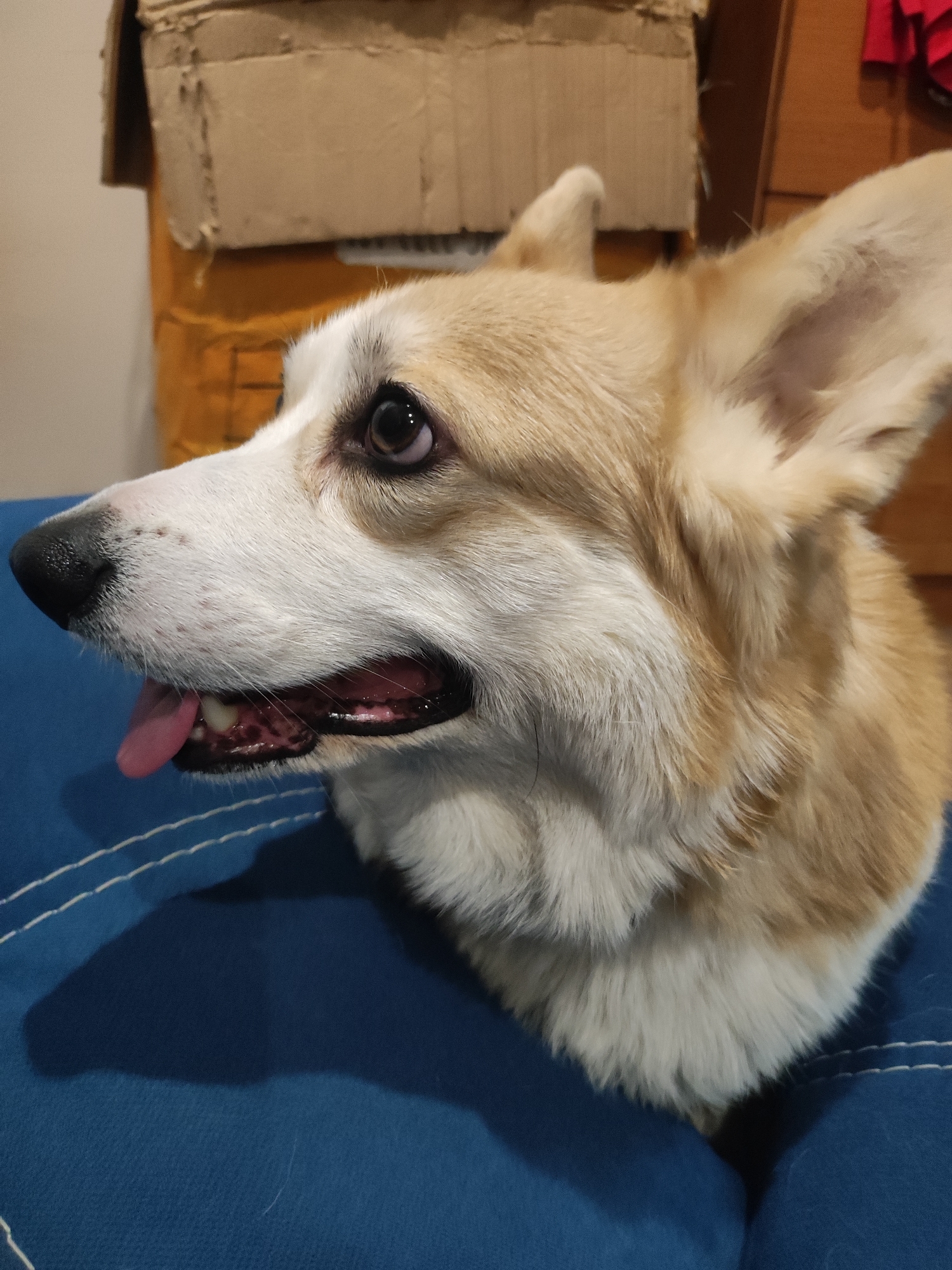 A close-up shot depicts a Corgi dog with tan and white fur, resting its head on a blue surface. The dog's mouth is slightly open, revealing its pink tongue. The dog's nose is black, and its eyes are dark and expressive. A cardboard box is visible in the background, along with part of what looks like a wooden cabinet. The image provides no information to suggest that this image was taken in Votkinsk, Russia.
