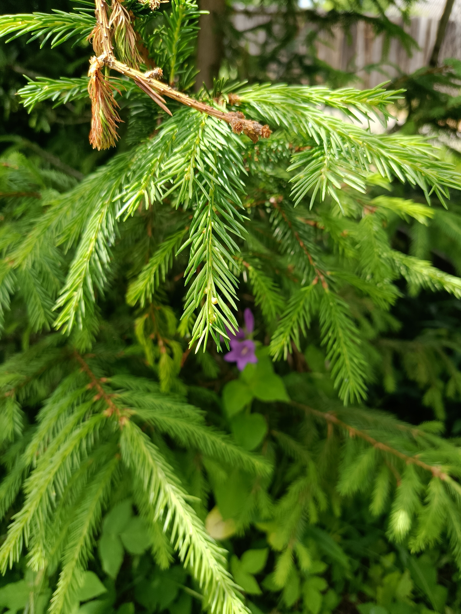 The image is a close-up shot of dense, green spruce branches. The needles are sharp and appear healthy, with some brown, dried needles visible on a twig in the upper left portion of the frame. In the background, slightly out of focus, a small, purple flower with bell-shaped petals is visible, peeking through the foliage. The overall impression is of a natural, outdoor setting, likely a garden or park in the city of Vereya, Russia. There are no people or animals present in the image. The lighting suggests it is daytime, with sunlight filtering through the branches.
