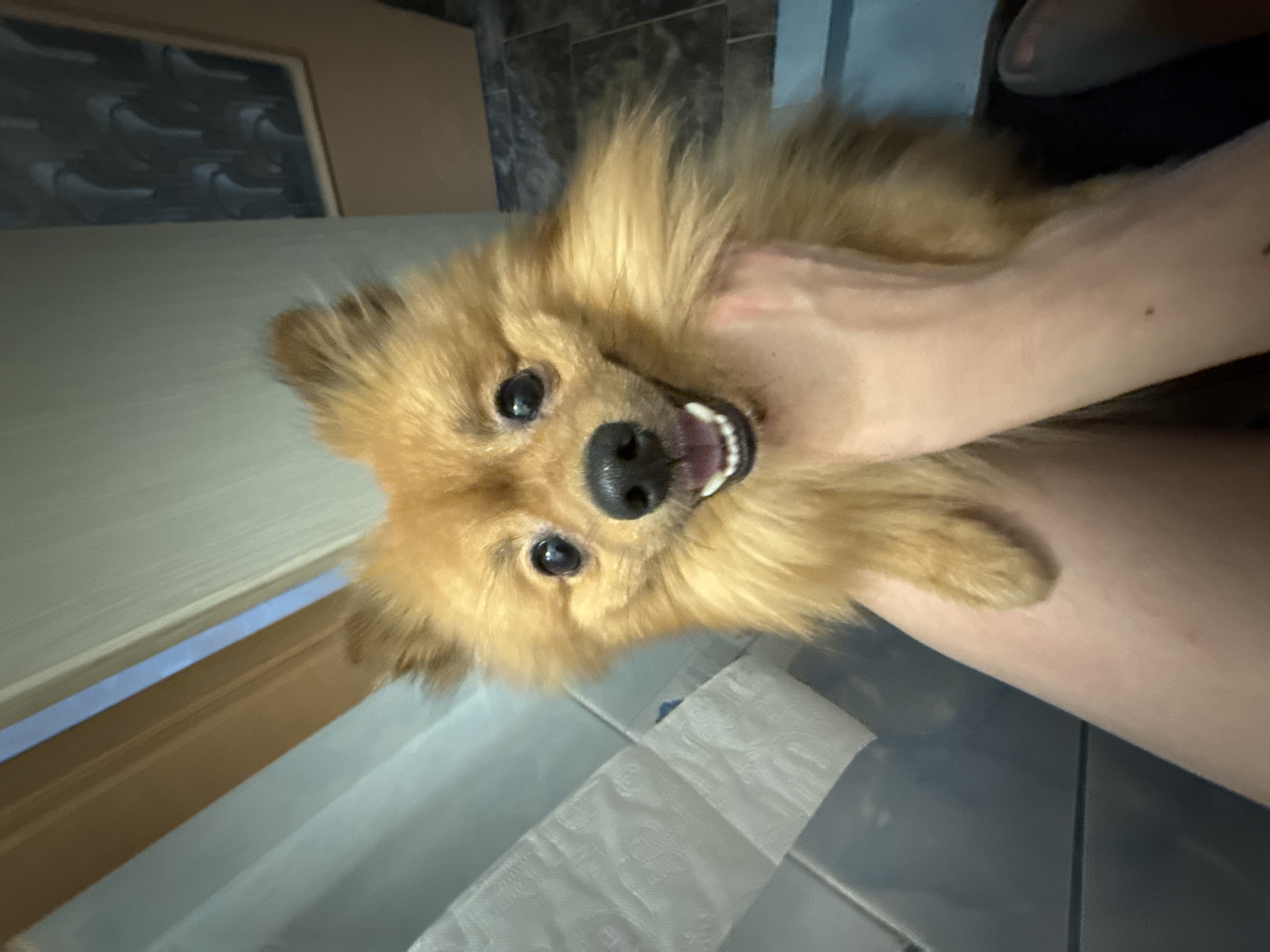 The image depicts a reddish-orange Pomeranian dog, centered and looking directly forward, supported by a person's lap and hands. The dog has dark, round eyes, a black nose, and an open mouth revealing white teeth and a pink tongue, consistent with an alert or happy expression. The visible hands and forearms of the person are light-skinned, with one hand petting the dog's chest. The setting is an indoor domestic environment, likely in Khimki, Russia. To the left, a light blue tiled wall is visible, with a roll of white, textured paper (appearing to be toilet paper) affixed to it. A brown wooden architectural trim or door frame extends diagonally from the upper left. The upper right background features a lighter beige wall with a dark-framed picture displaying abstract grey and white shapes. The floor to the lower right consists of dark grey square tiles with visible grout lines. A section of dark fabric is visible against the person's right leg.