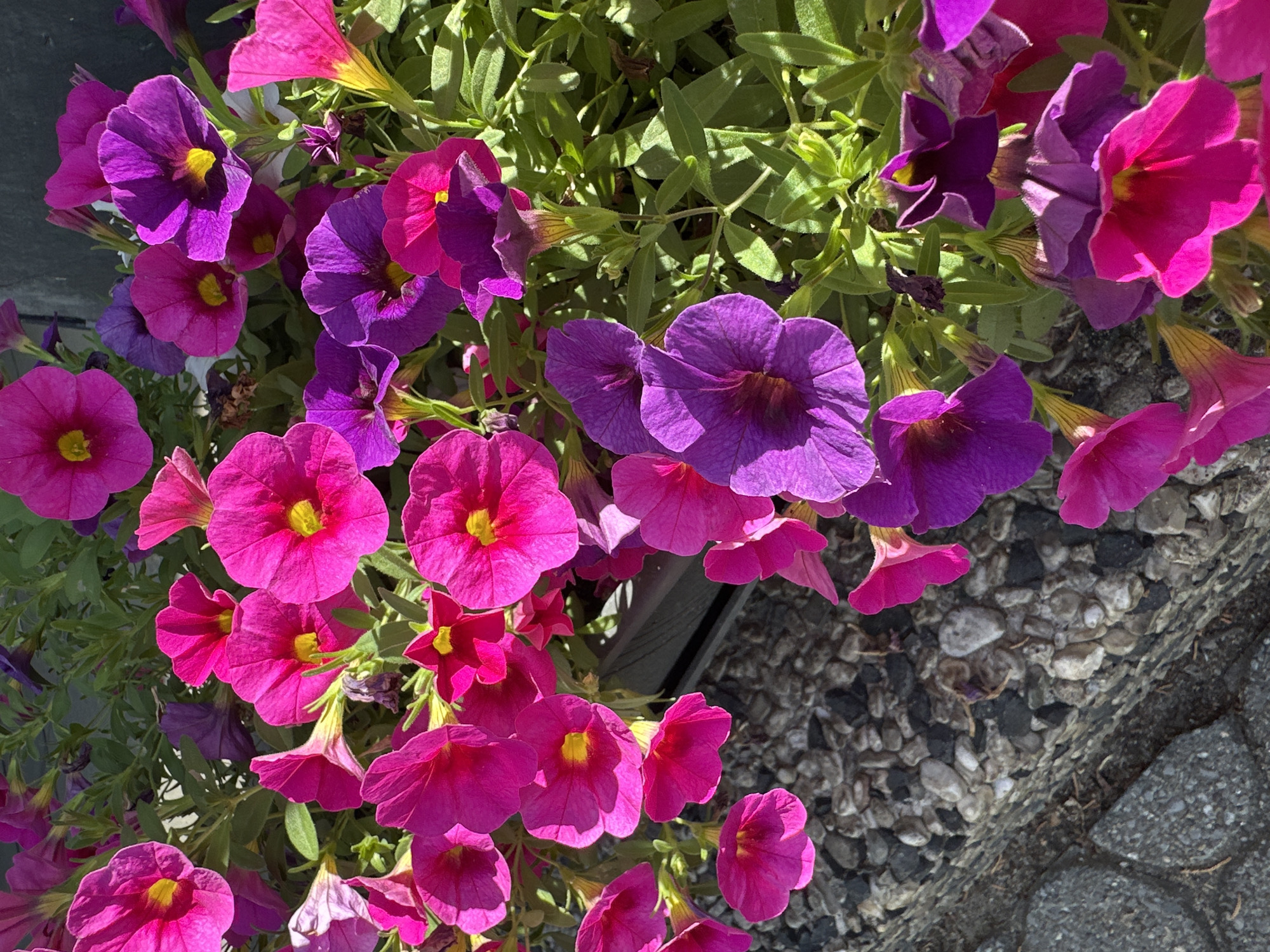 This is a close-up, eye-level, high-angle, outdoor, daylight, natural light photograph of a planter filled with vibrant pink and purple petunias. The flowers are in full bloom, with some in sharp focus and others slightly blurred, creating a sense of depth. The planter appears to be on a ledge or wall, with a textured gray surface, possibly concrete or stone, visible in the foreground and to the left. The background is a mixture of greenery from the plants and a dark, vertical surface, possibly a building or fence. There are no people or animals visible in the image. The scene is one of floral beauty and appears to be in an urban setting, but there are no specific landmarks or identifiers to pinpoint a location within the city of Krefeld, Germany.