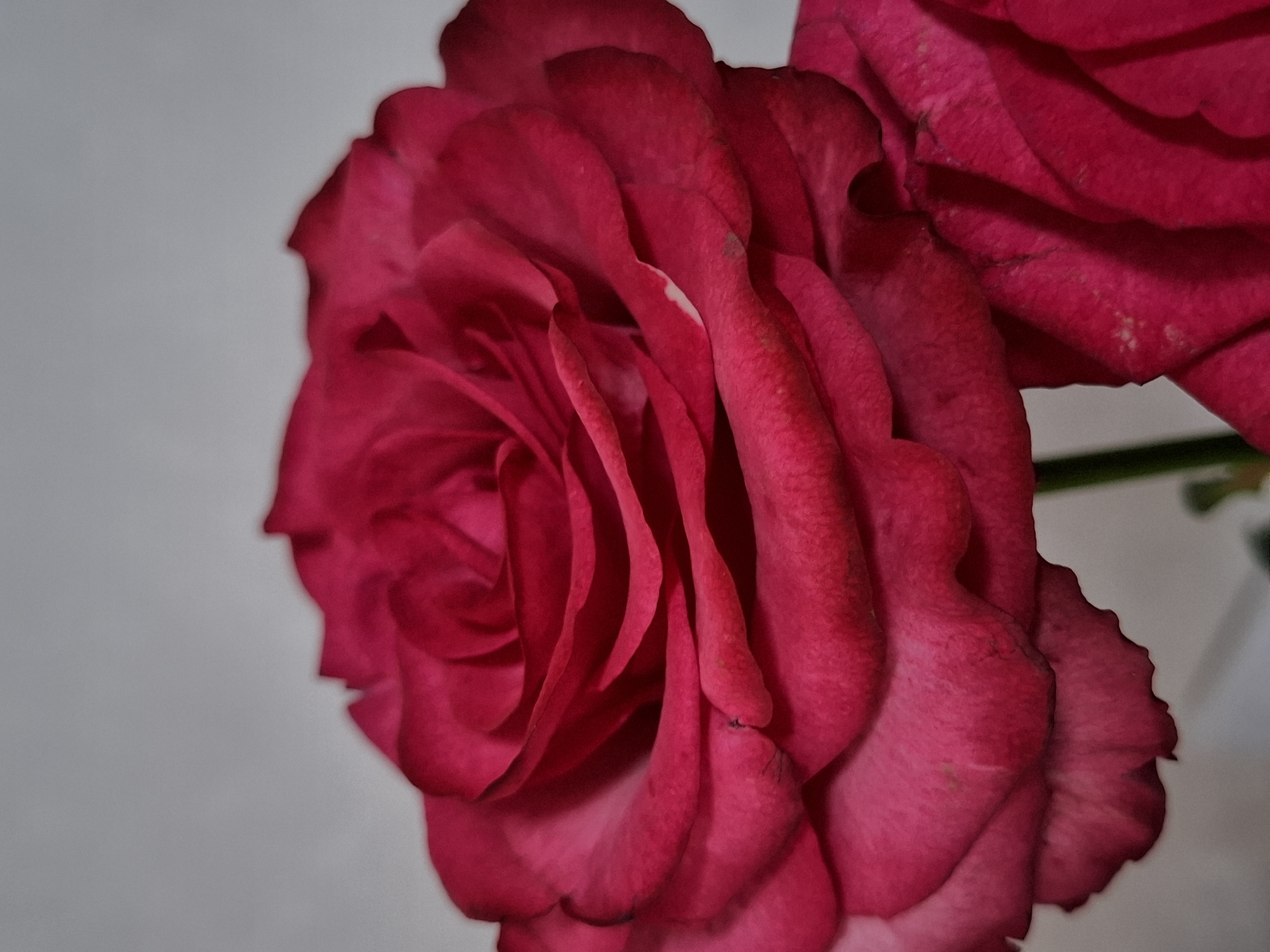 This close-up photograph features a vibrant fuchsia-red rose, prominently displayed against a soft, out-of-focus light grey background. The main rose occupies the left and central portions of the frame, showcasing its intricate arrangement of numerous, densely packed petals. The petals exhibit a rich, deep red hue with subtle variations in shading, appearing slightly brighter on the outer surfaces and darker within the folds. Small, light-colored specks, possibly dust or natural imperfections, are visible on some of the petal surfaces.
To the upper right, a second rose or a portion of another rose is partially visible and out of focus, complementing the main subject with a similar deep red color. A faint green element, likely a stem or leaf, is discernible behind the right side of the rose, extending towards the upper right. The lighting is soft and even, highlighting the texture of the petals without harsh shadows. The image is a still life, focusing solely on the floral subjects. While the location context is Chaikovsky, Russia, there are no specific visual cues within the indoor setting to indicate this geographical detail. There is no visible text in the image.