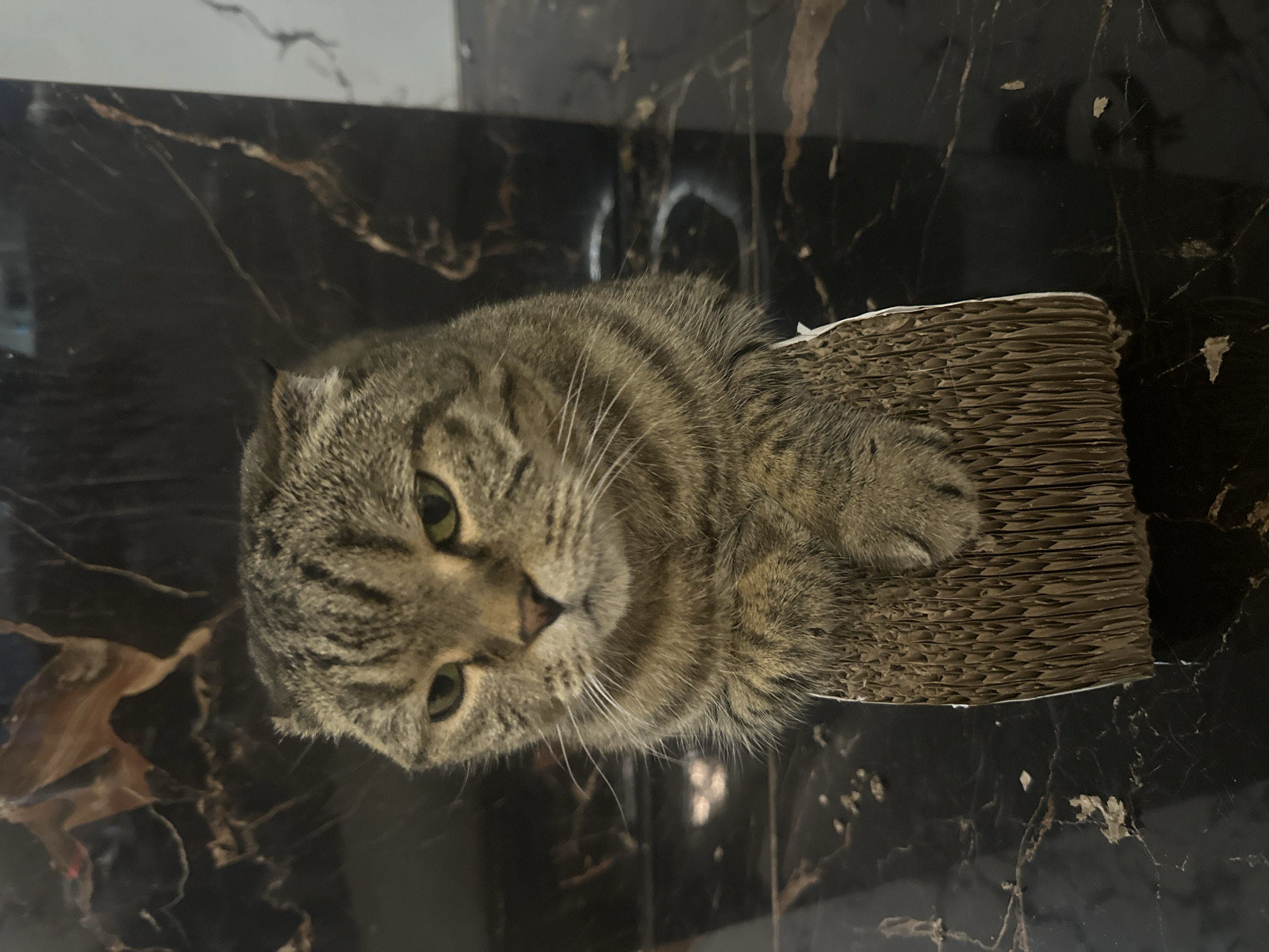 A Scottish Fold cat with tabby markings sits on a corrugated cardboard scratching post. The cat's ears are folded forward, and it has green eyes. Its paws are resting on the scratching post. The cat is positioned in front of a dark, reflective surface that appears to be marble or a similar polished stone. The background is dark and out of focus, with some lighter streaks visible. The lighting is dim. The image was taken indoors. The location of Virki, Russia, is not indicated in the image itself.