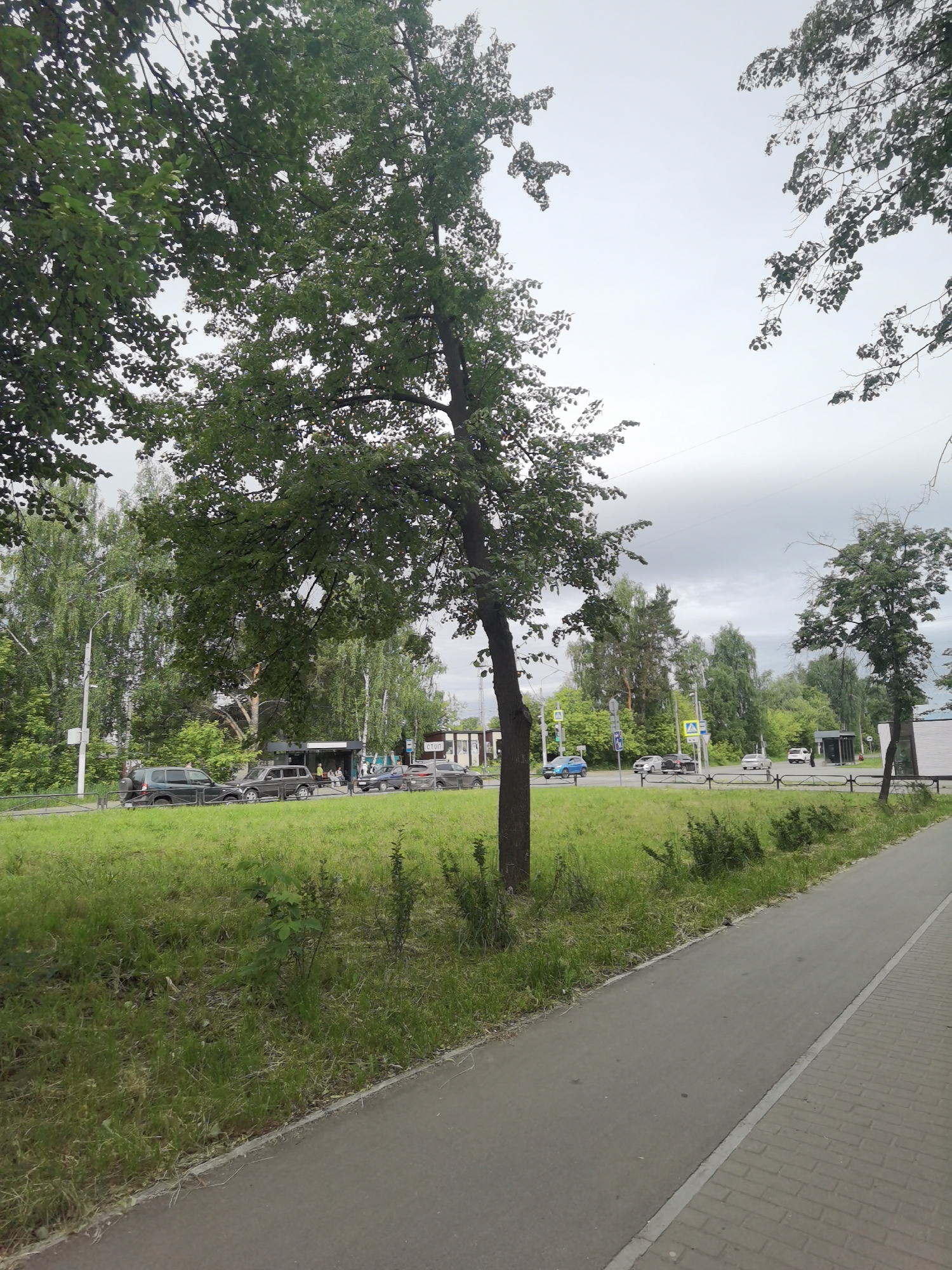 The image shows a sidewalk on the right and a grassy area with trees and cars on the left. In the background, there are more trees and a cloudy sky. The scene appears to be in a residential area of Chaikovsky, Russia, as evidenced by the typical Russian architecture of the buildings and the presence of vehicles common in the region. The sidewalk is paved with bricks, and the grassy area is uneven and covered with vegetation. Several cars are parked or driving on the road adjacent to the grassy area. Some people are visible near a bus stop. The overall atmosphere is calm and ordinary, depicting a typical day in a Russian town.