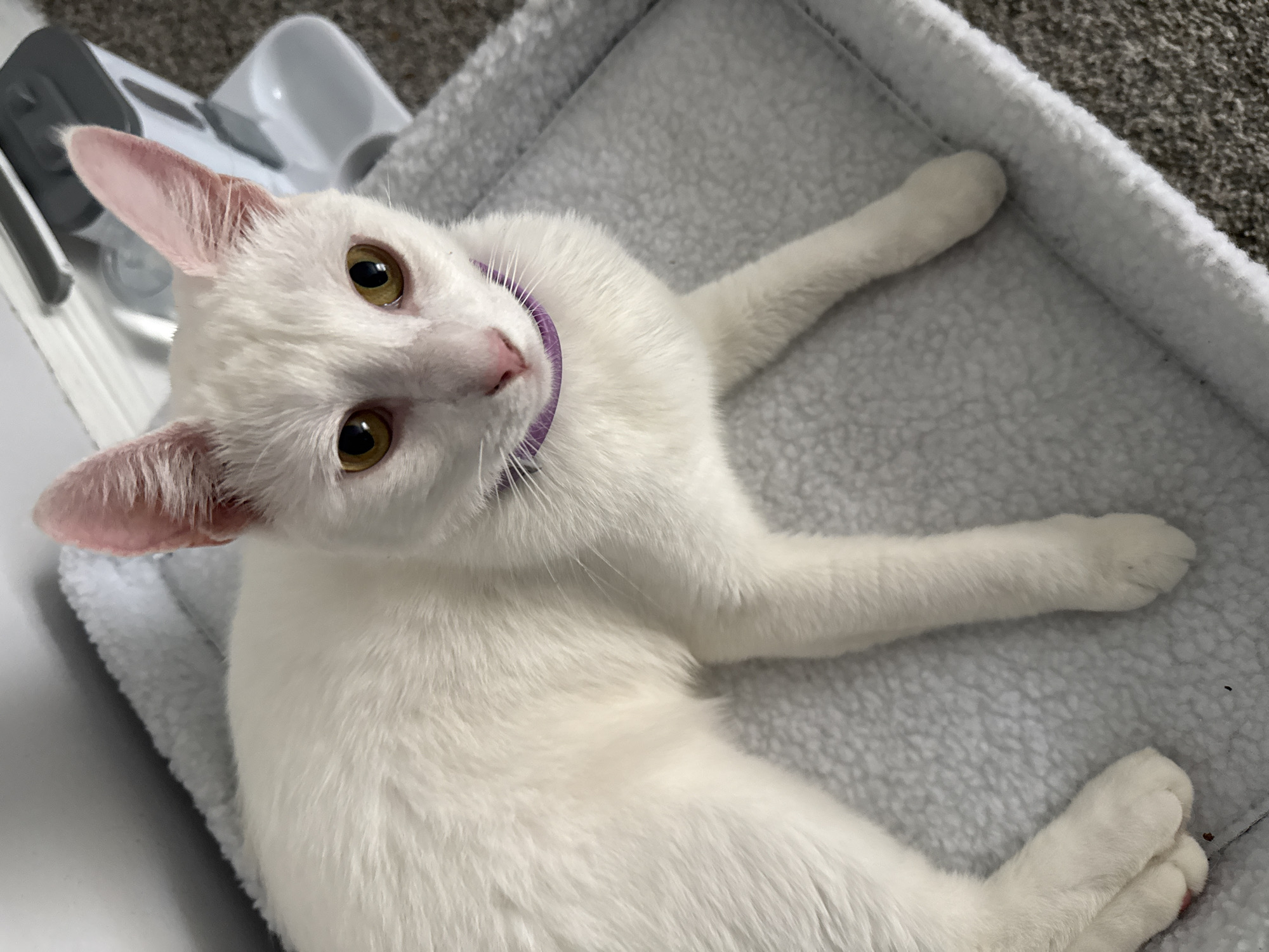 A white cat with yellow eyes and pink ears lies on a grey, plush cat bed. The cat wears a purple collar. The cat bed is placed on a grey carpeted floor. In the background, a white and grey object, possibly a pet feeder, is visible. The scene appears to be indoors, in a residential setting. The specific location in the city of Girard, United States of America, is not discernible from the image.