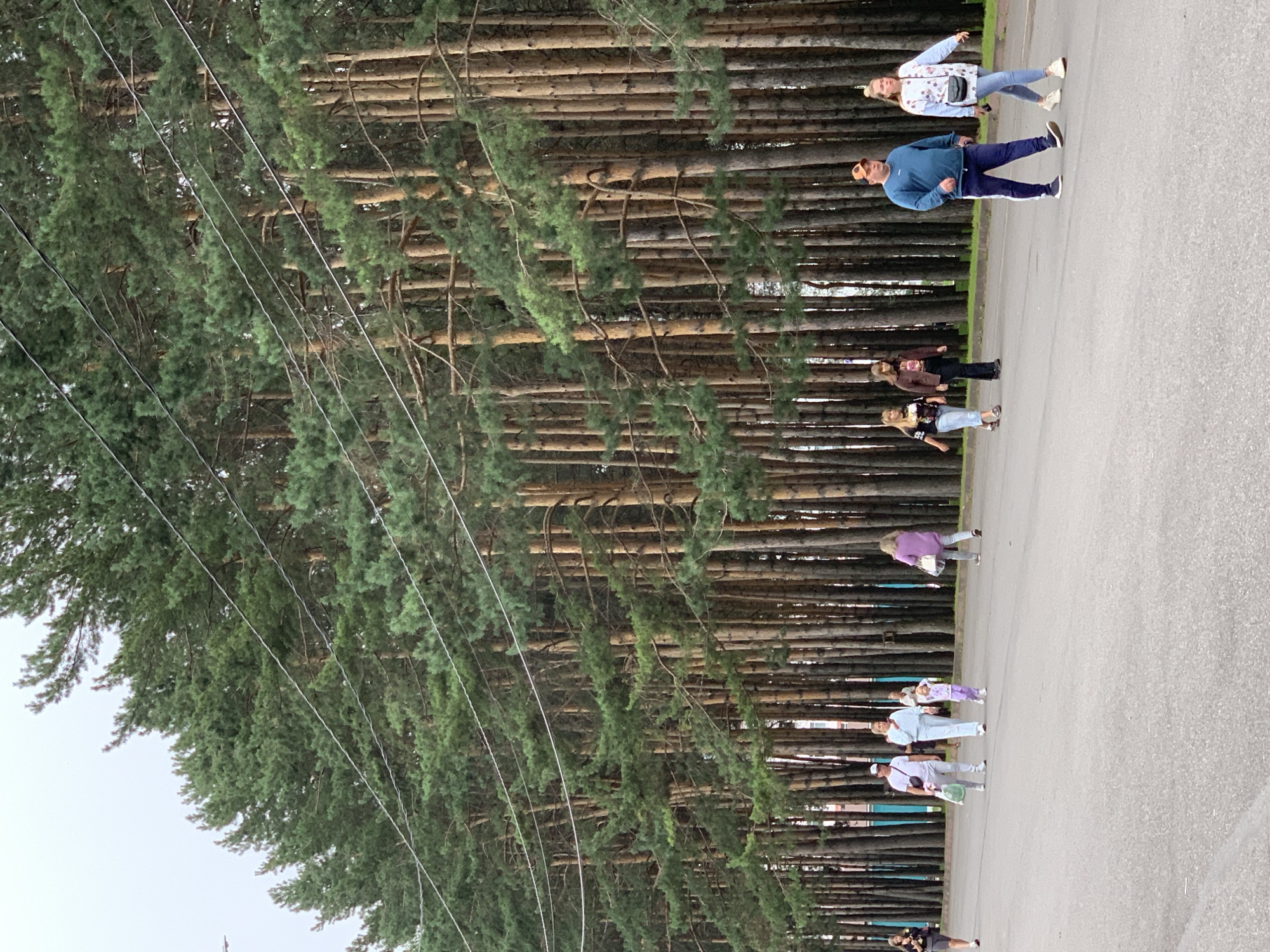 The image captures a scene in Prokopyevsk, Russia, likely a park or a street lined with a dense forest of tall pine trees. The trees form a natural wall on the right side of the frame, with their trunks a uniform brown and their needles a deep green, creating a somewhat muted, overcast atmosphere. Overhead, power lines crisscross the sky above the trees.
In the foreground, a paved road or pathway runs horizontally across the image. Several individuals are walking on this pathway. From left to right, a woman in dark athletic wear is walking alone. Further to the right, a couple, a man in a white t-shirt and cap carrying a bag, and a woman in a light blue tracksuit are walking together with a small child in a purple and white outfit. To their right, another group of people are seen walking; two women, one in a dark jacket and the other in a patterned t-shirt, are walking side-by-side, followed by a man in a blue sweatshirt and dark pants, and a woman in a white patterned top and jeans.
The ground is asphalt, with a green grassy verge and then the forest beyond. The sky is overcast and appears bright, suggesting it is daytime, possibly late afternoon. The overall impression is a tranquil, everyday scene in a city that integrates natural elements into its urban landscape.